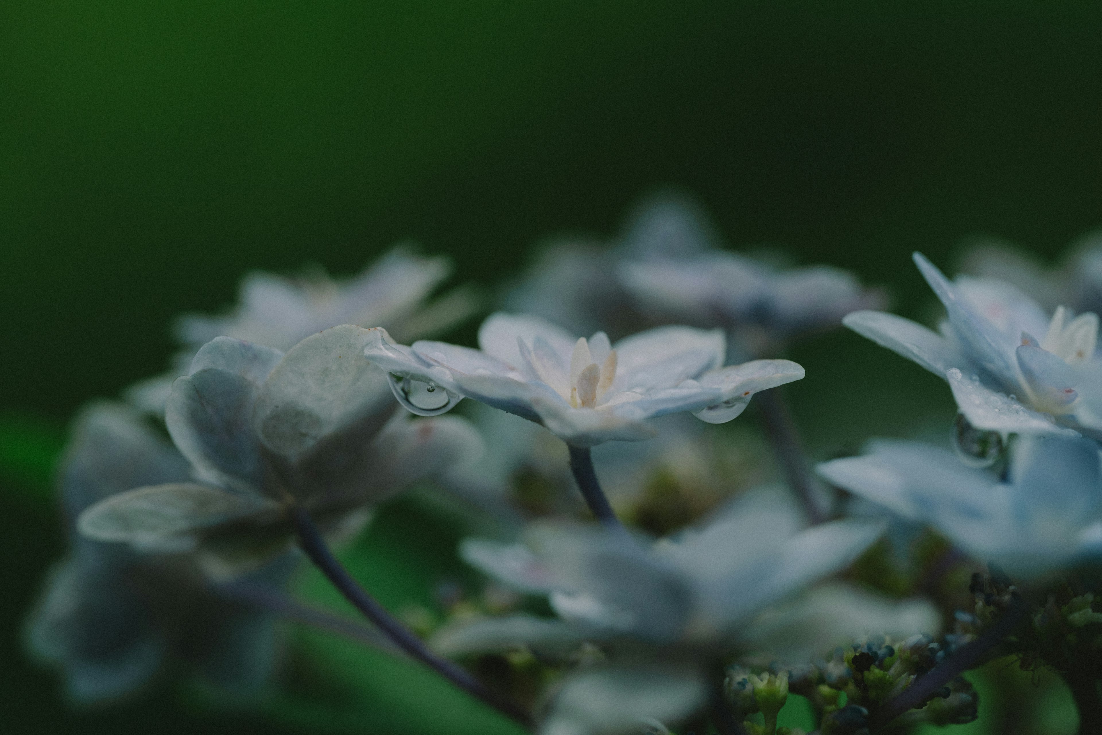 ภาพมาโครที่สวยงามของดอกไม้สีขาวบนพื้นหลังสีเขียว