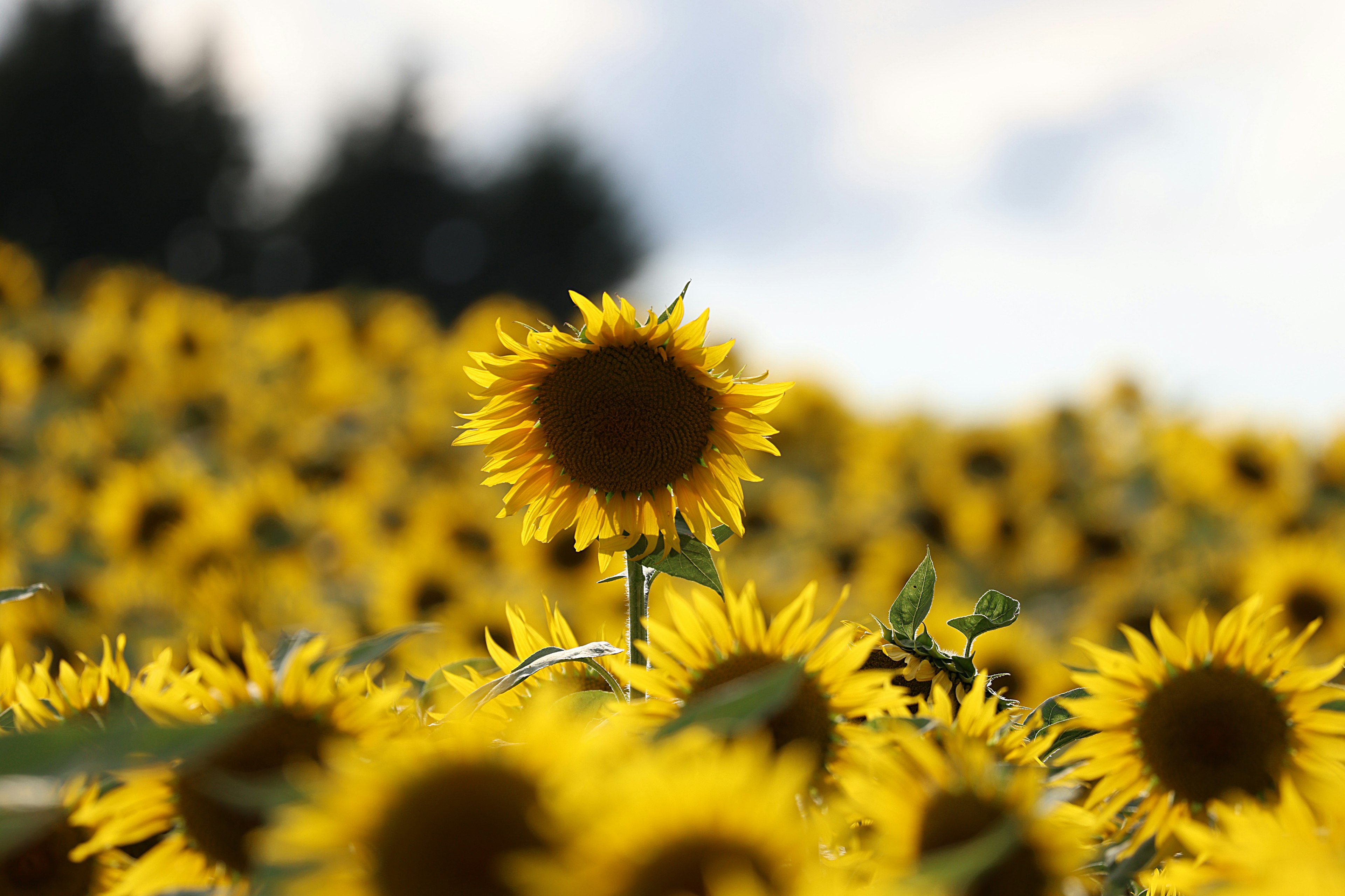 Eine einzelne Sonnenblume sticht in einem weiten Sonnenblumenfeld hervor