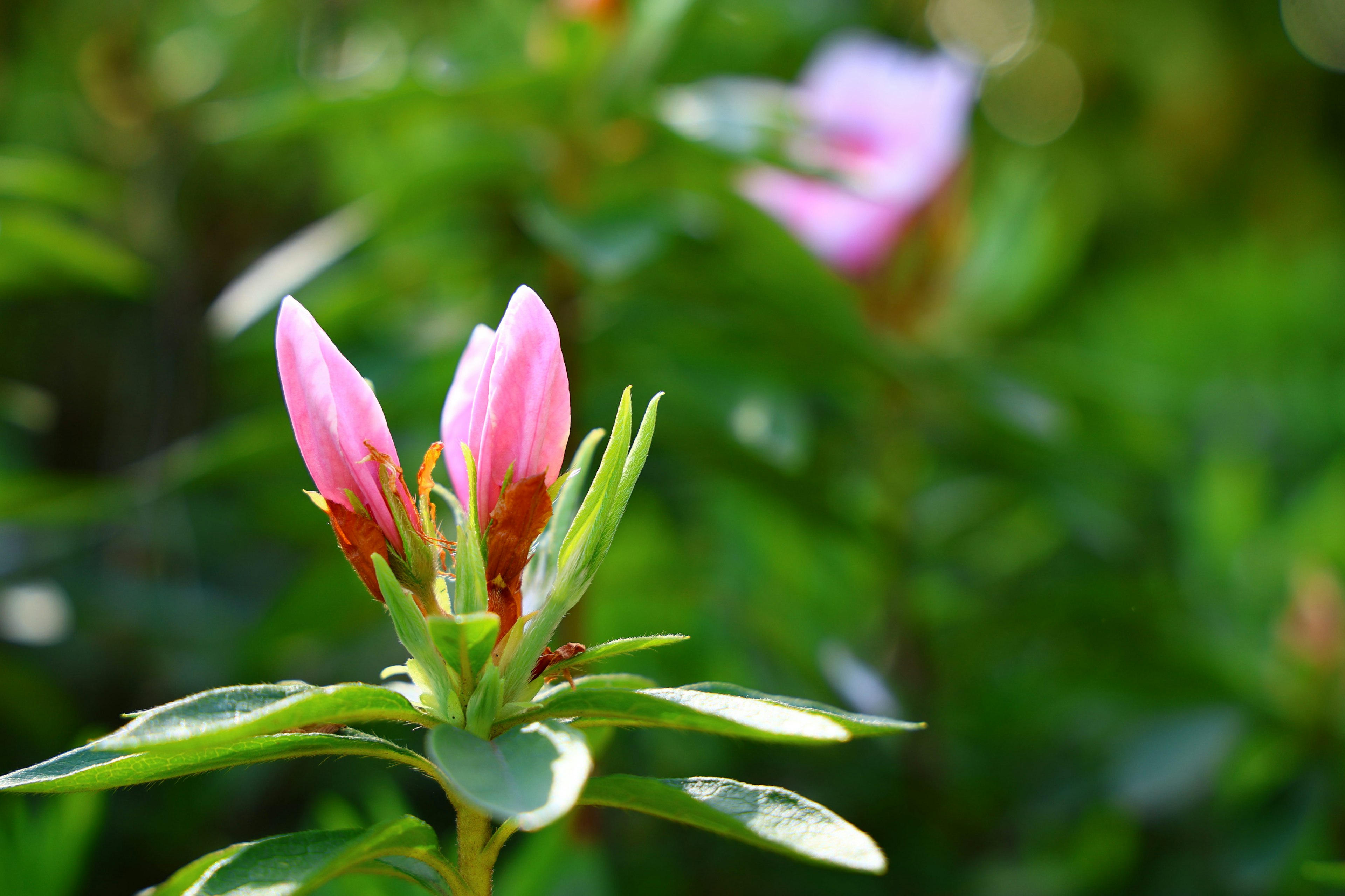 Buds de flores rosas rodeados de hojas verdes