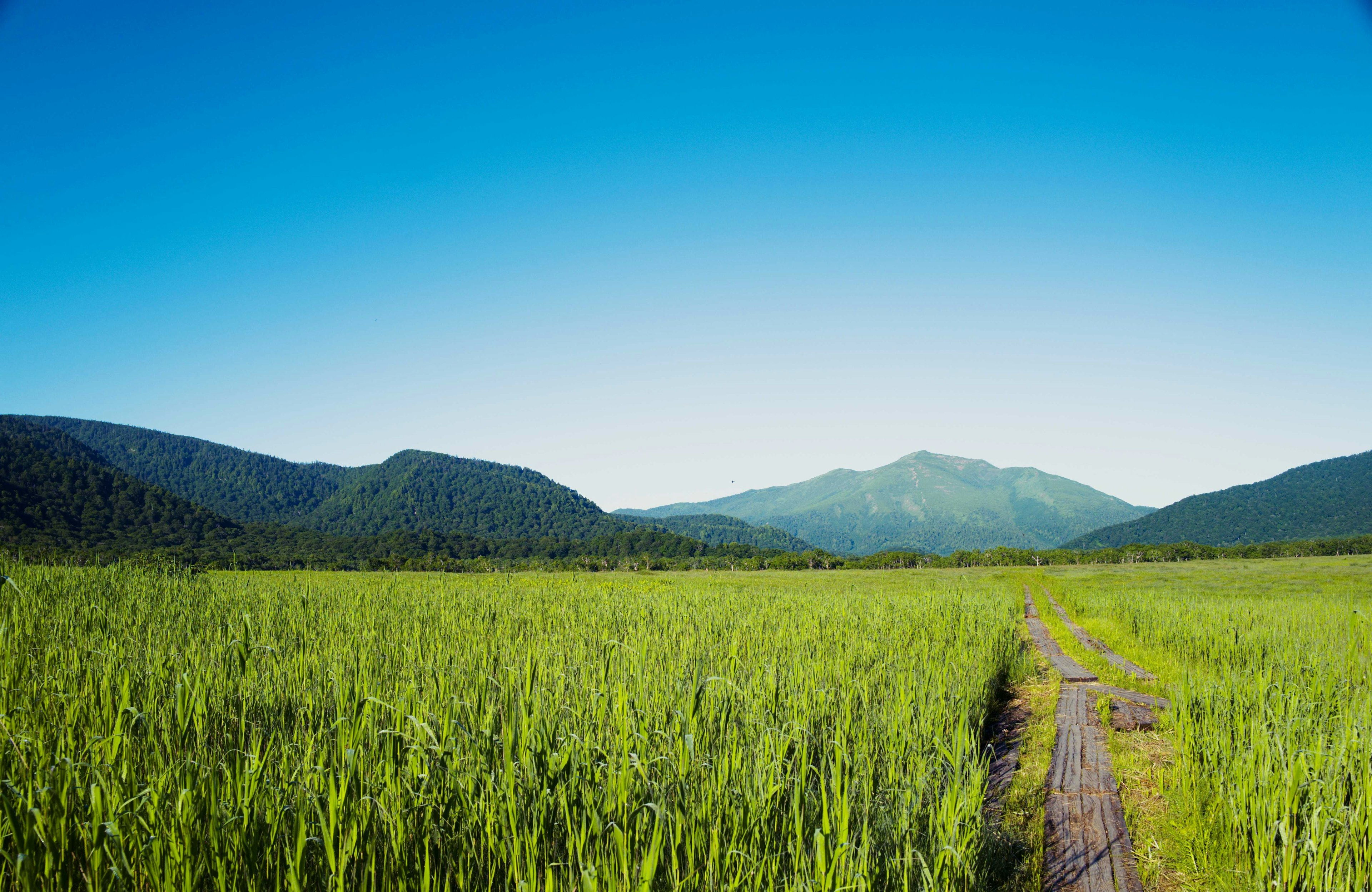 Vast green fields with mountains in the background