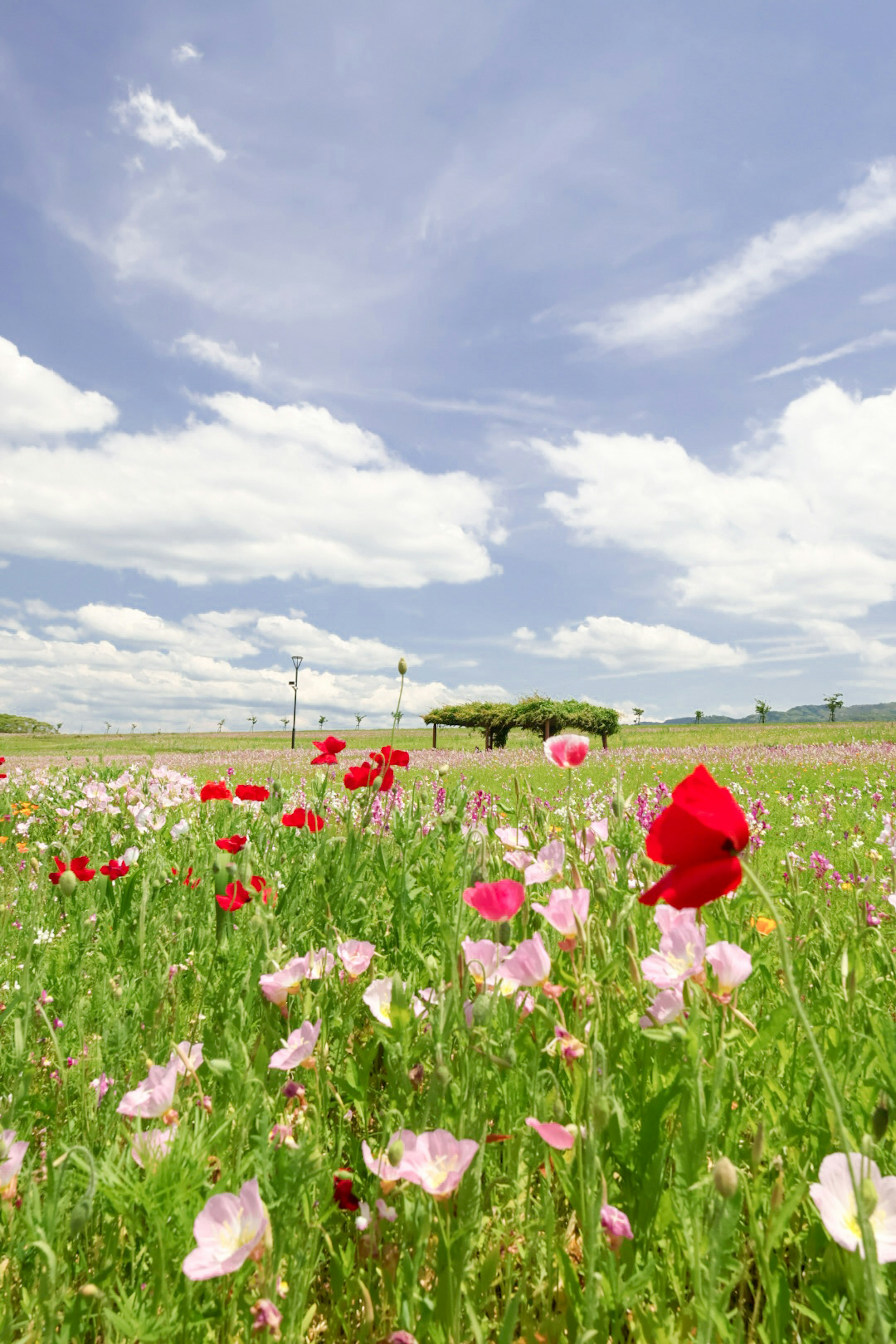 青空の下に咲く赤やピンクの花々が広がる風景