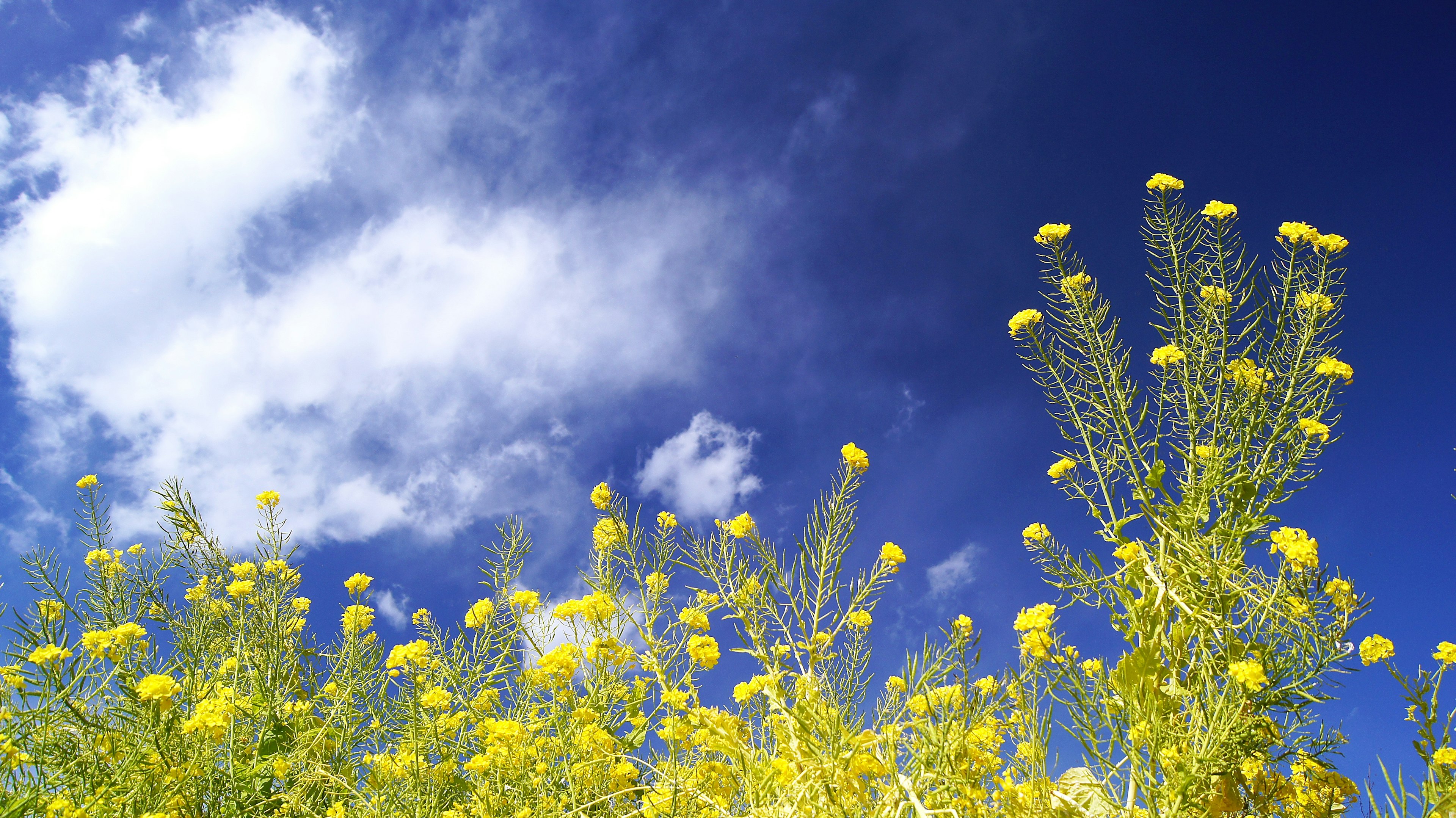 Fiori gialli sotto un cielo blu con nuvole bianche