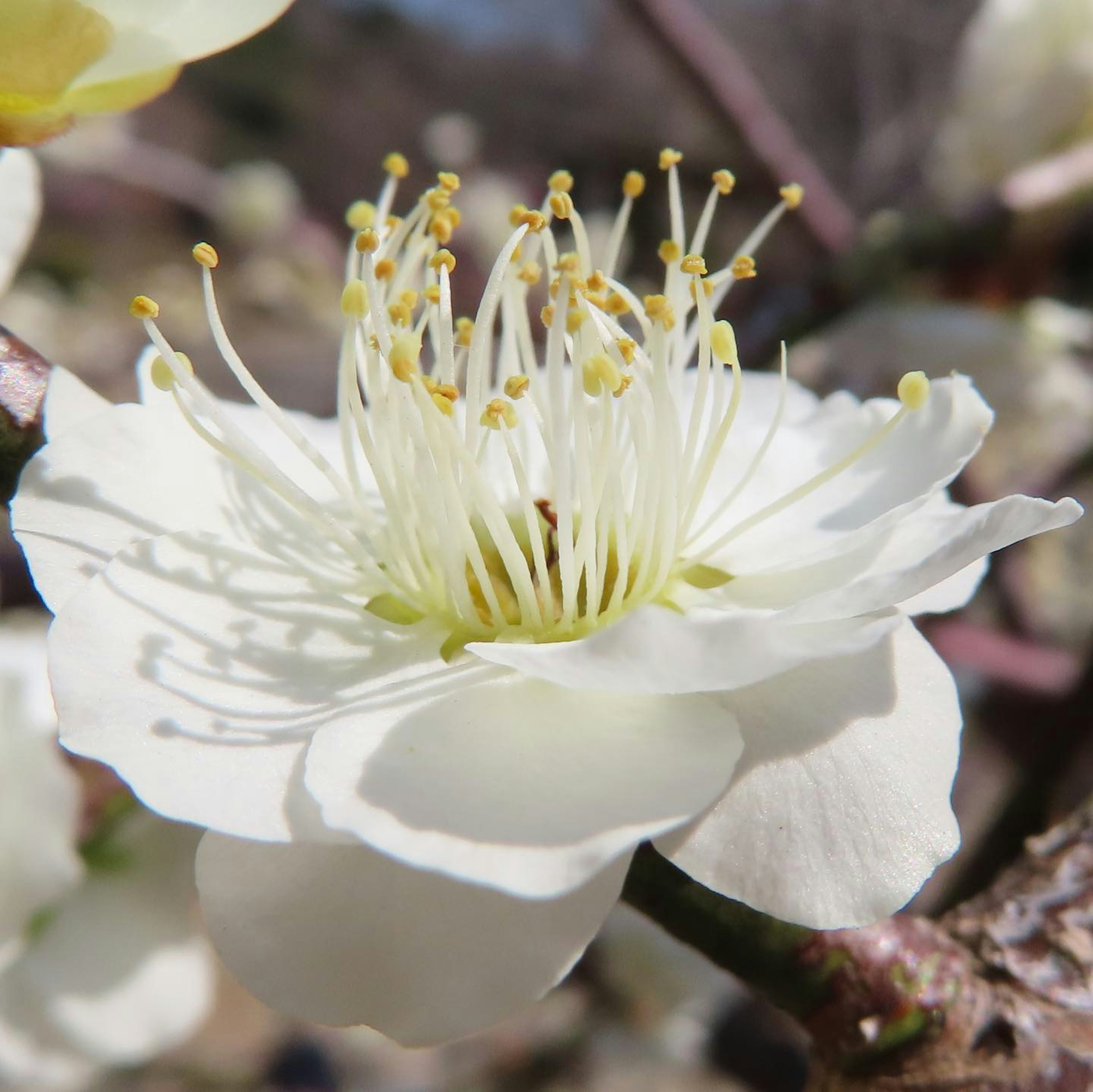 Nahaufnahme einer weißen Blume mit langen Blütenblättern und gelben Staubblättern