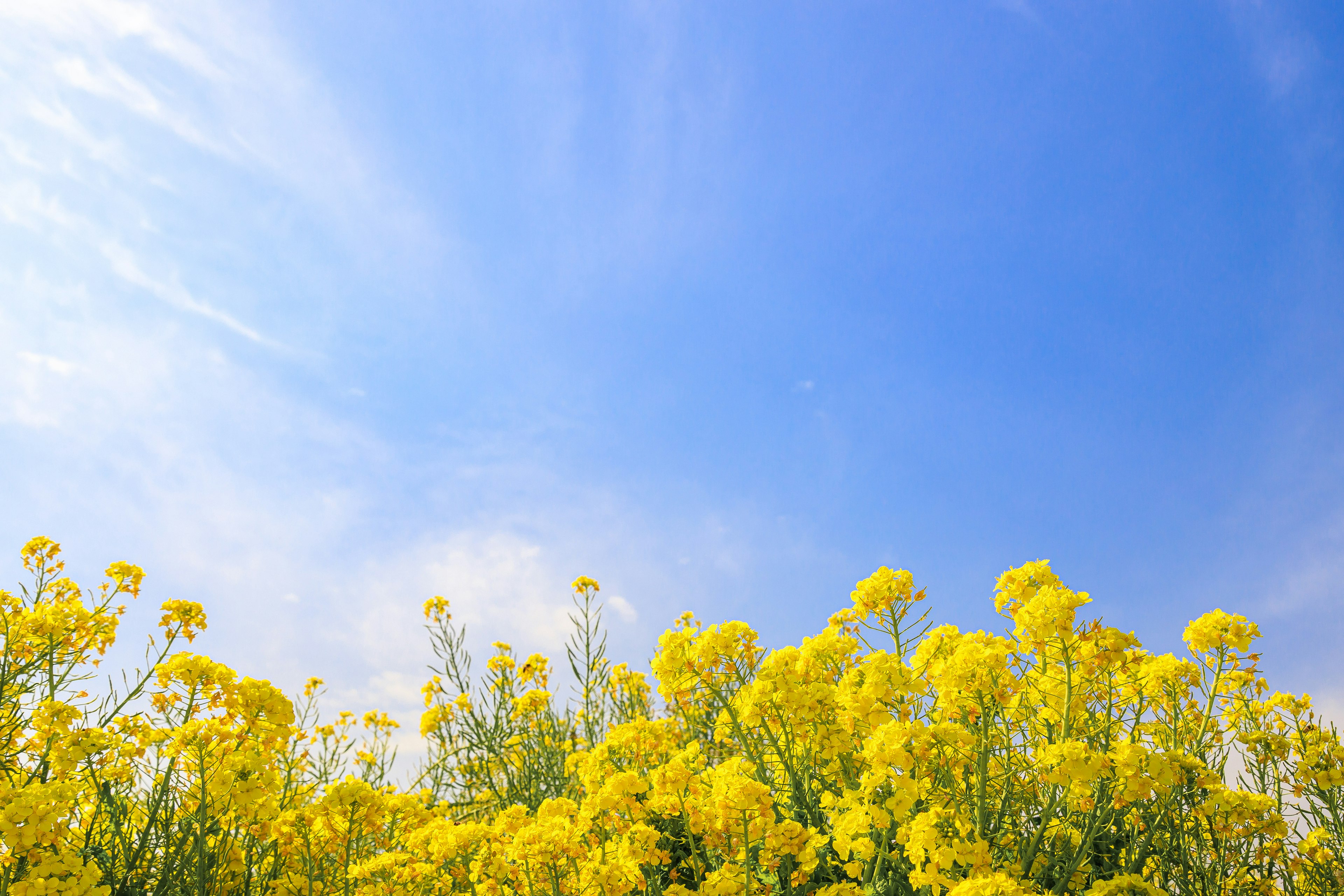 Paysage avec des fleurs jaunes sous un ciel bleu clair