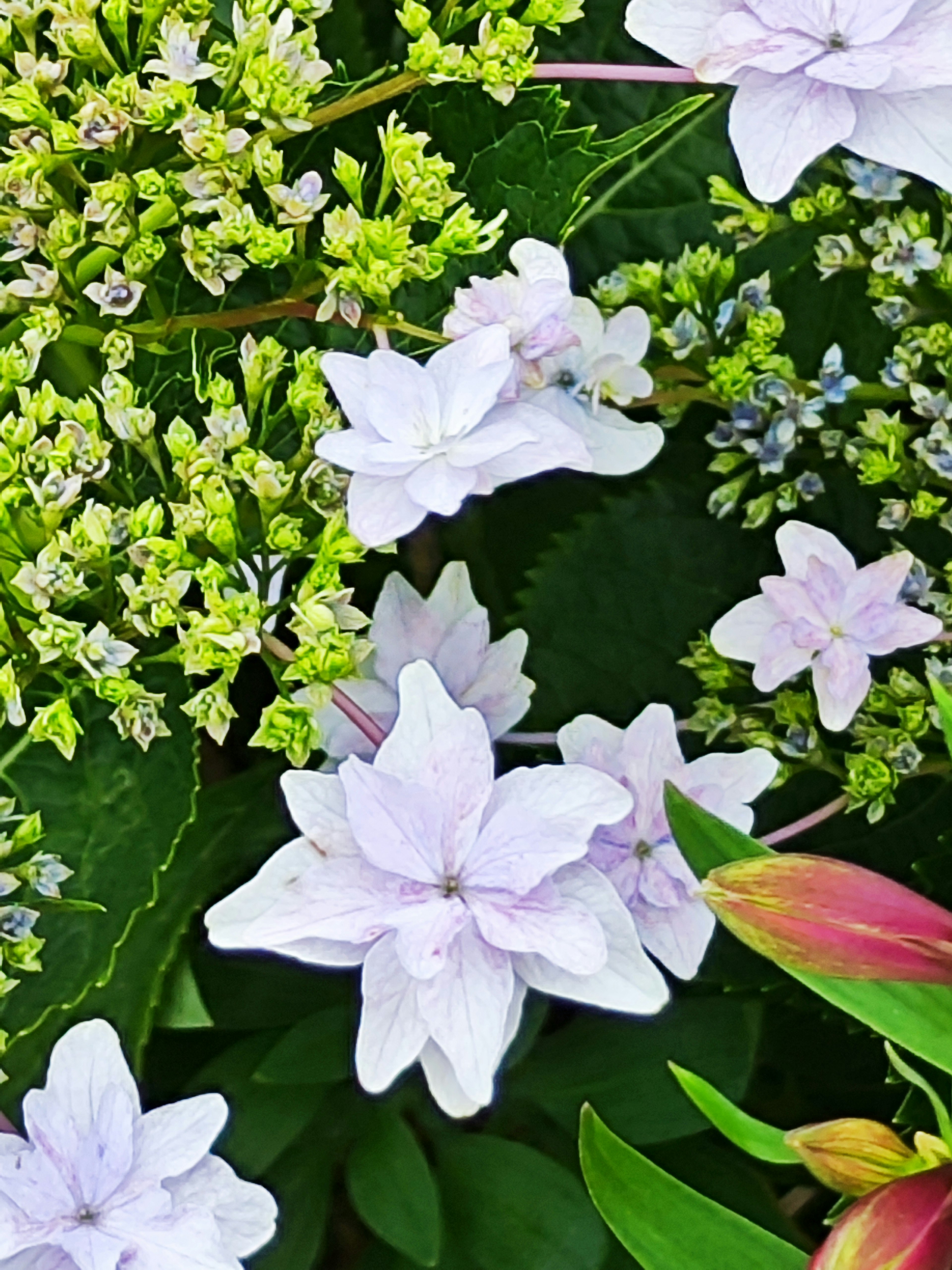 An image featuring delicate light purple flowers surrounded by vibrant green foliage