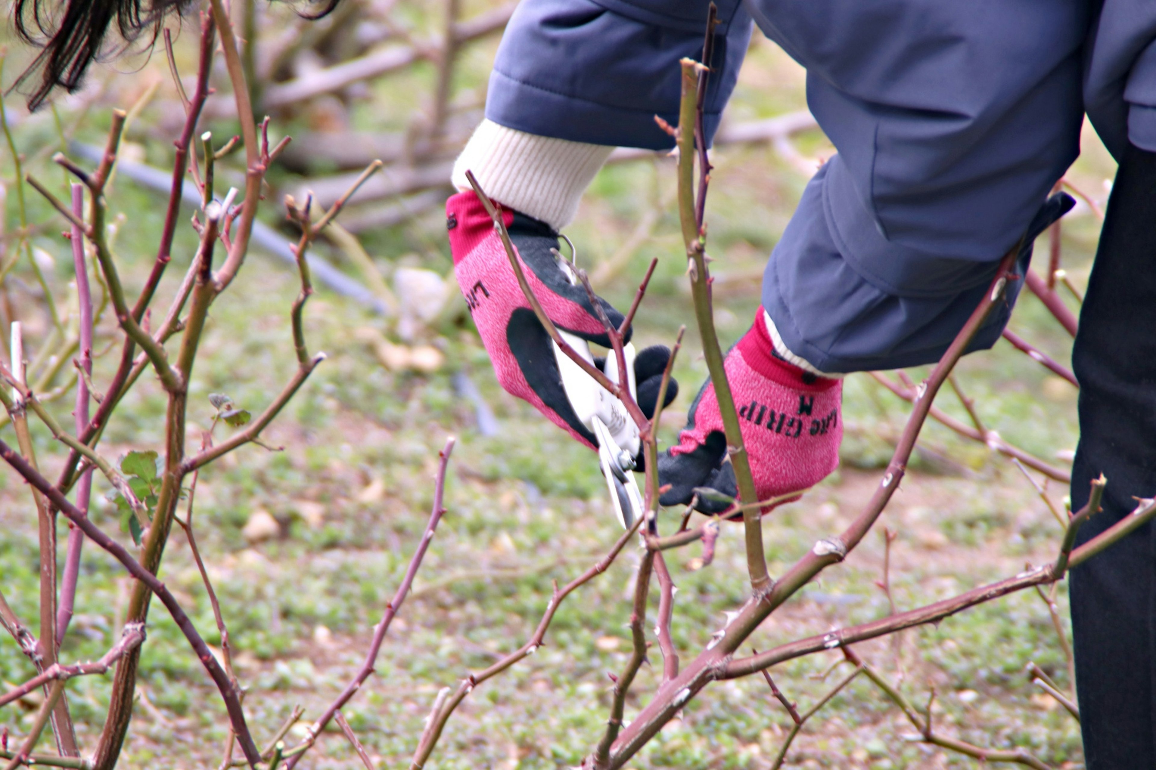 Person wearing gloves pruning branches with shears