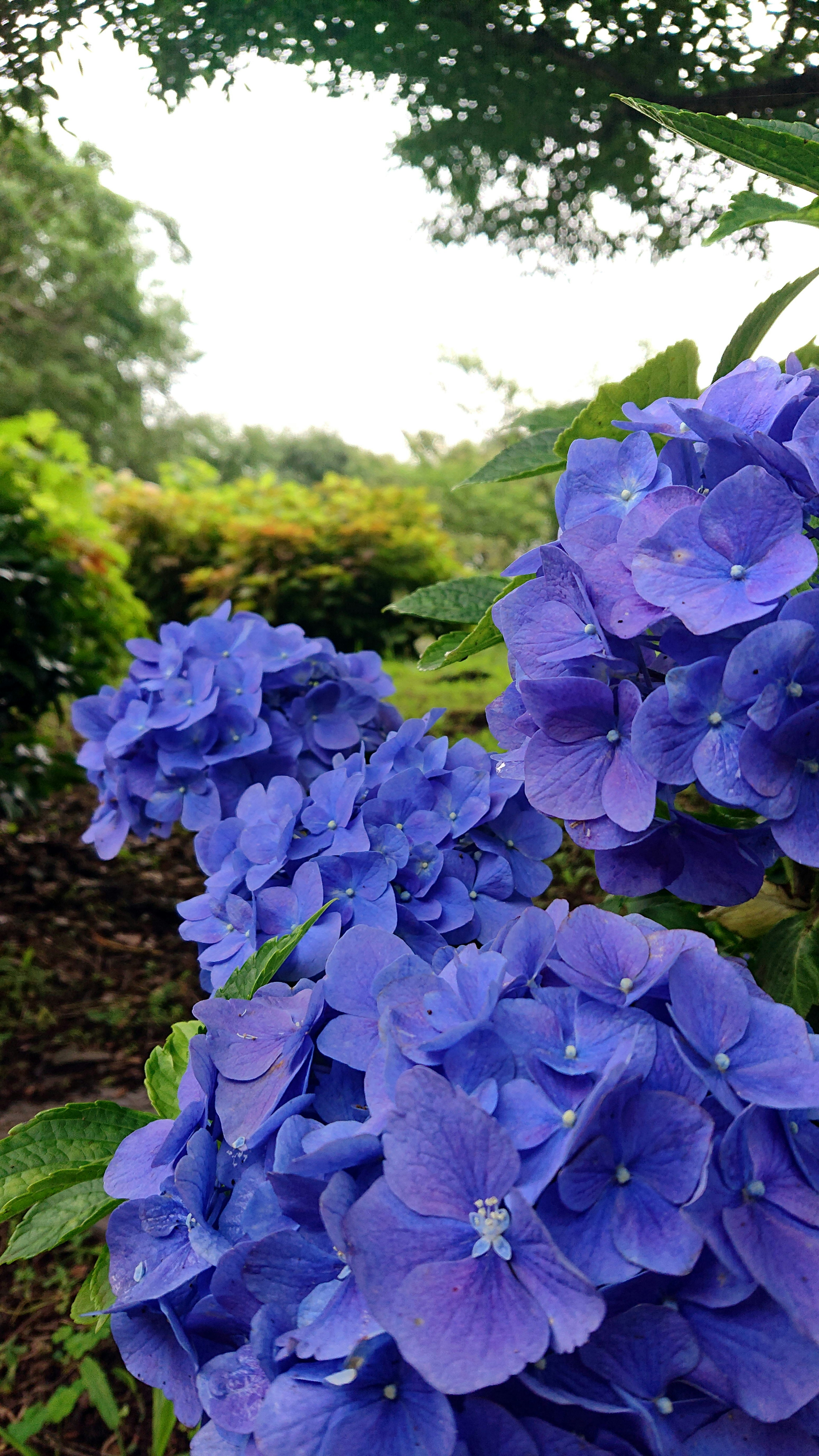 A garden scene featuring blooming blue hydrangea flowers