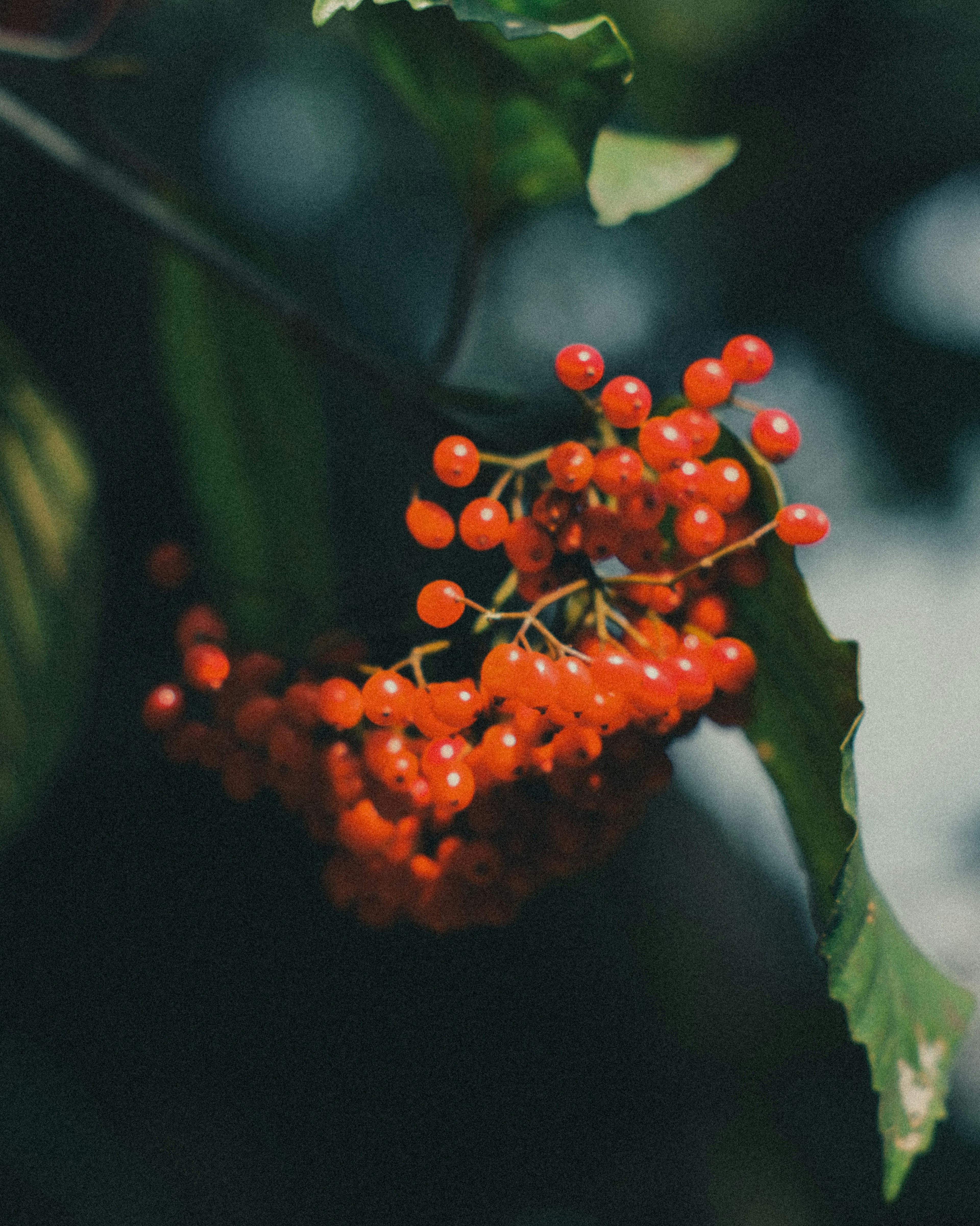 特寫一根帶有鮮豔紅色漿果的樹枝