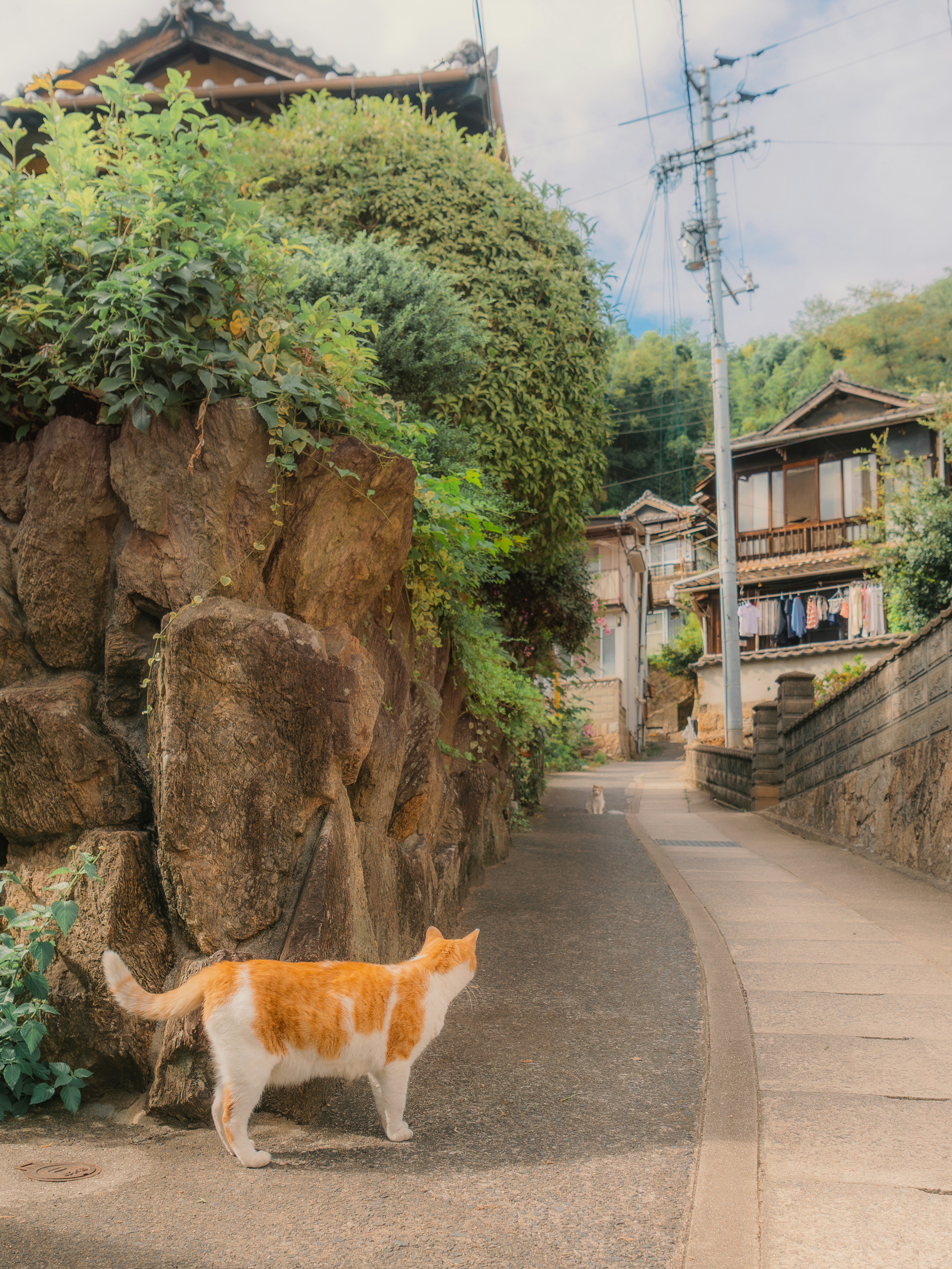 Un gato caminando por un camino estrecho en un viejo pueblo