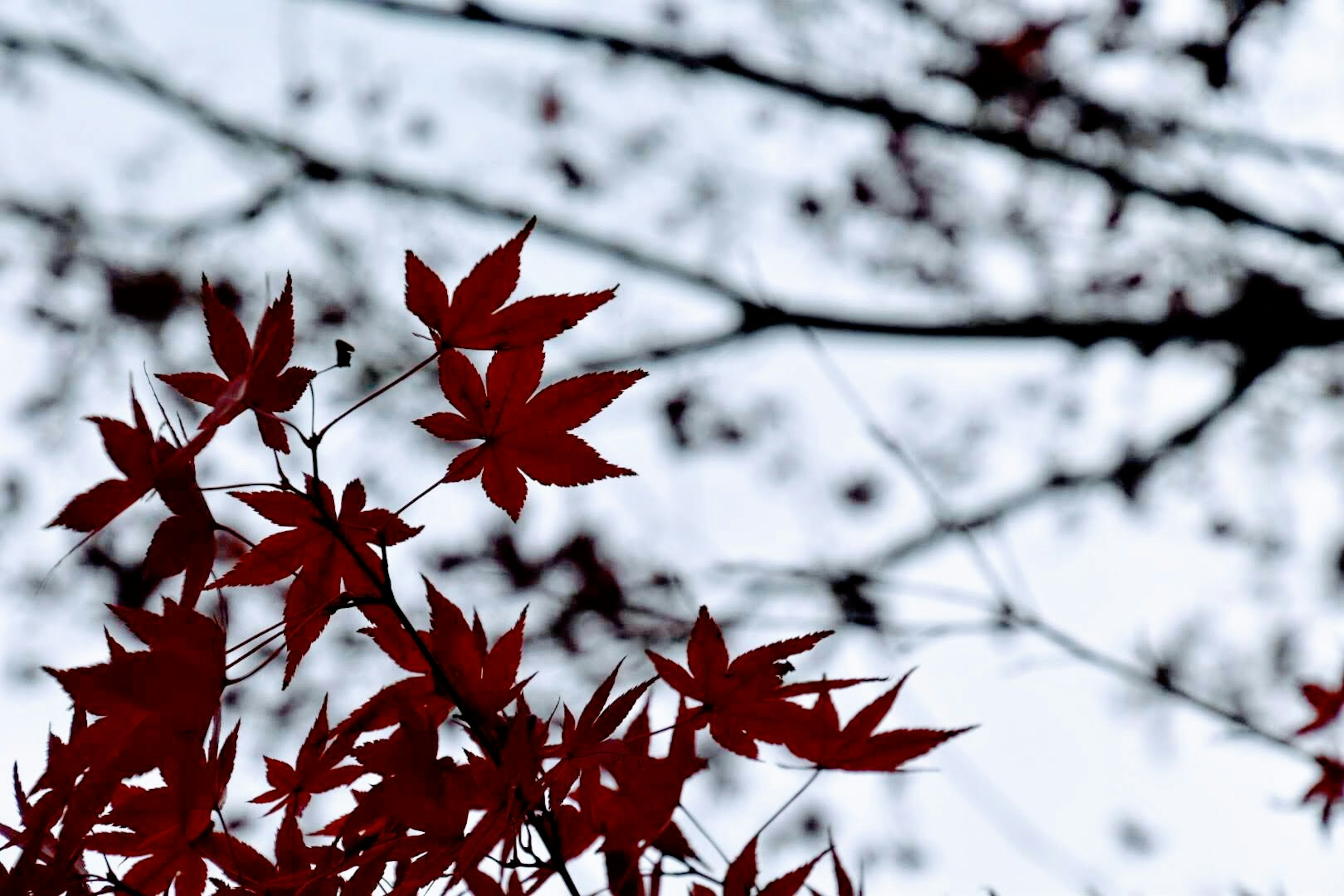 เงาของใบแดงบนกิ่งสีดำในฉากฤดูใบไม้ร่วง