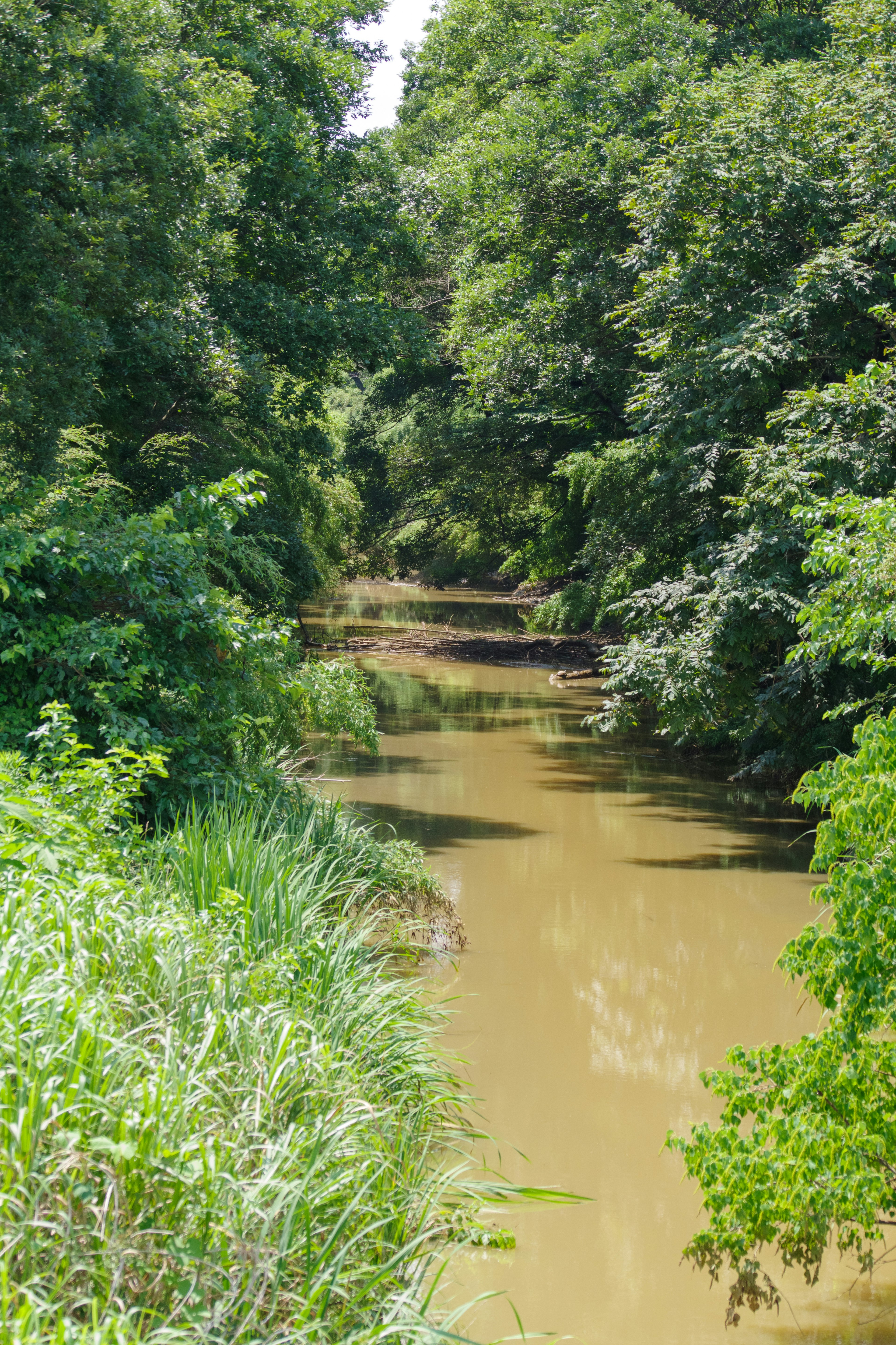 A landscape of a small stream surrounded by greenery with muddy water and lush grass and trees