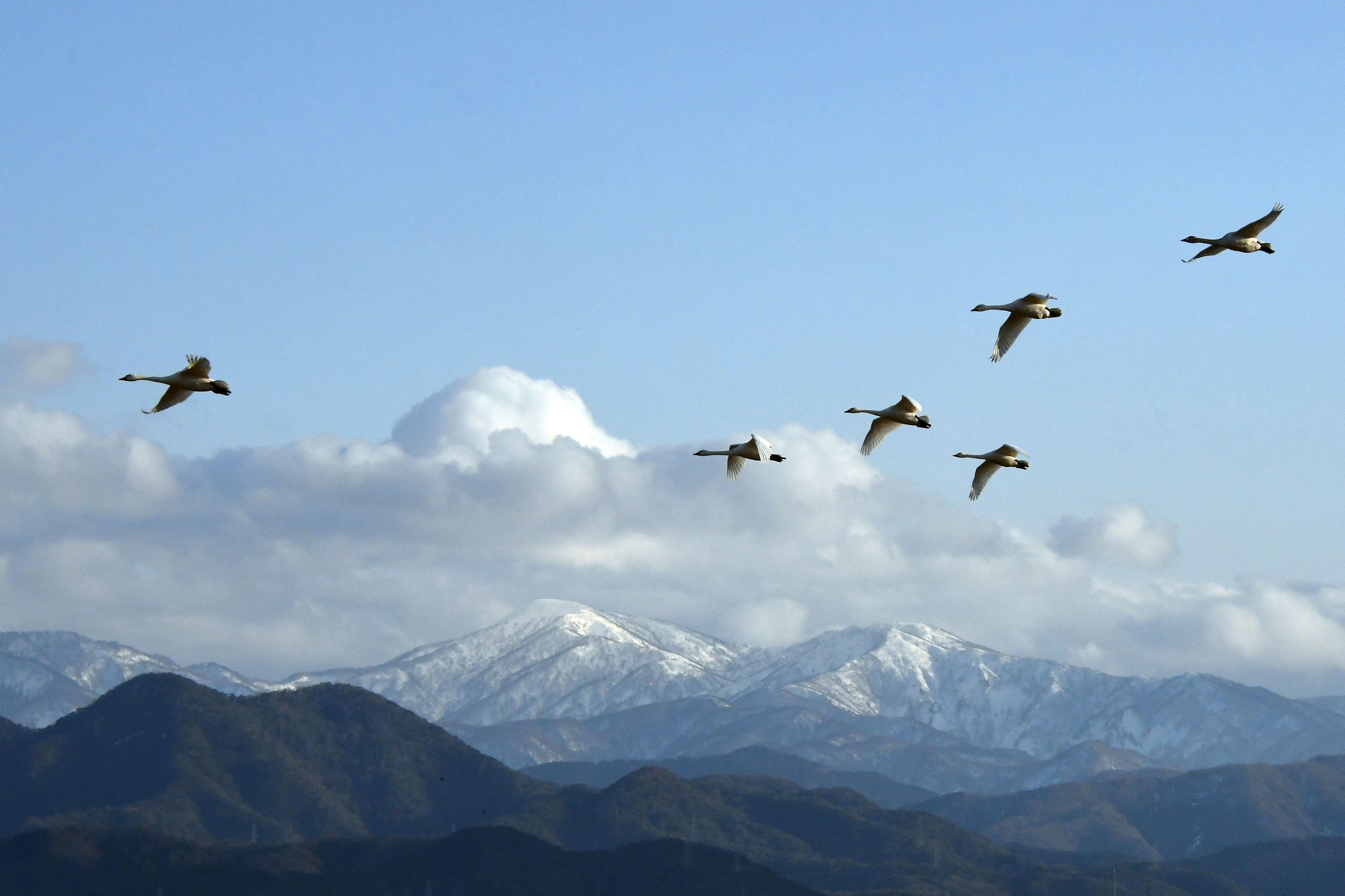 Un grupo de grúas volando contra un fondo de montañas nevadas