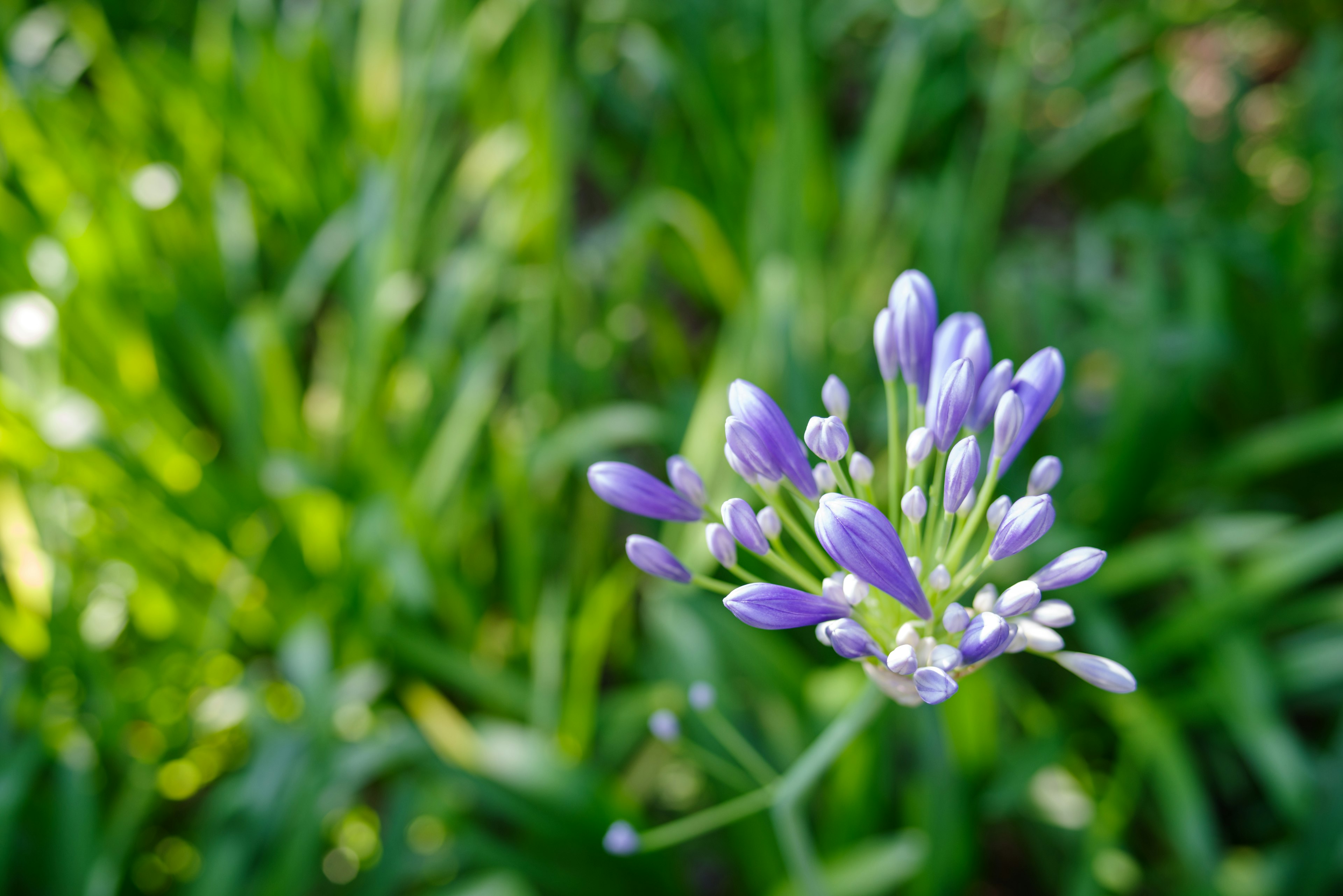 Nahaufnahme einer lila Blume umgeben von grünen Blättern