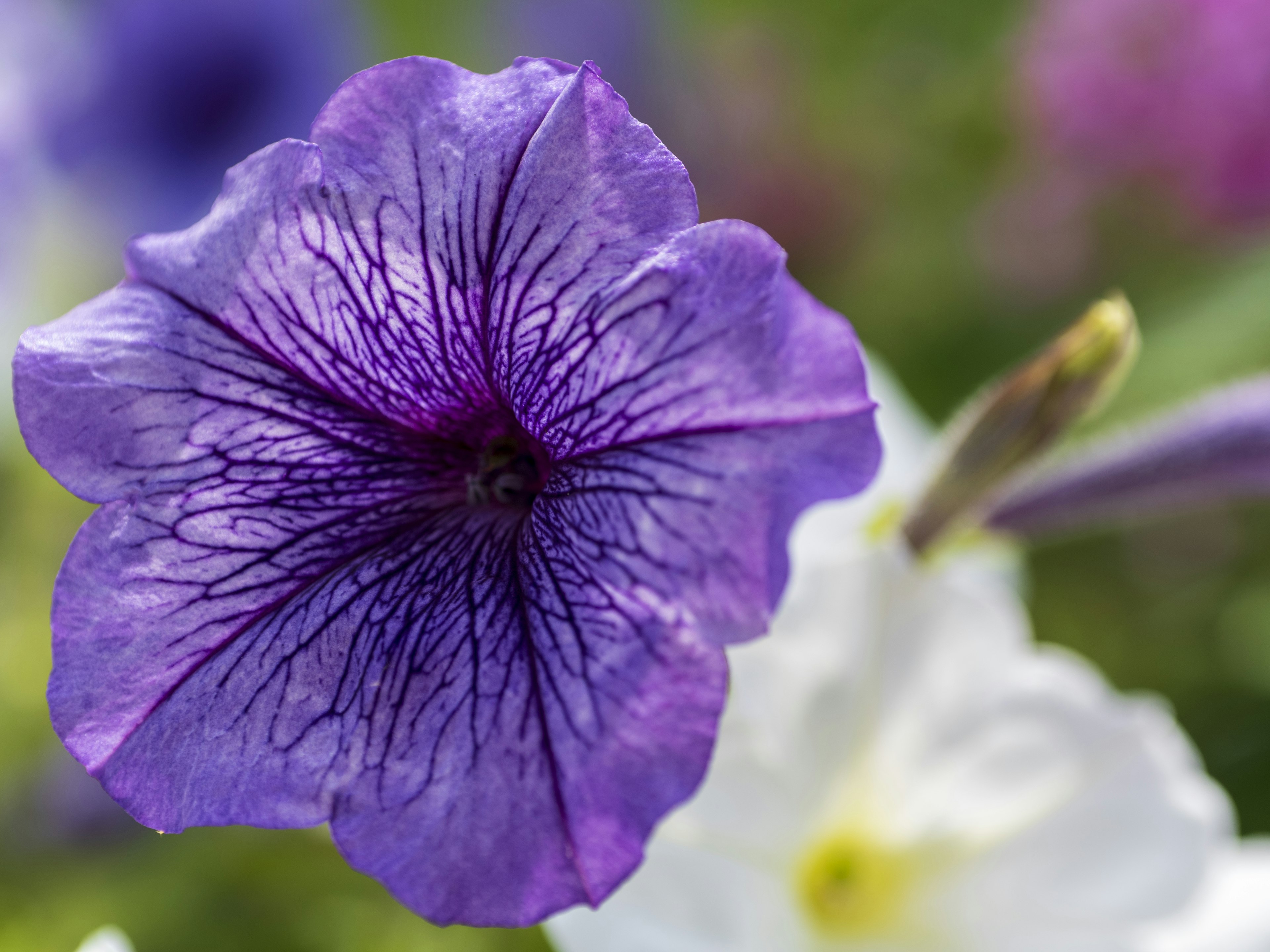 Primo piano di un vibrante fiore di petunia viola