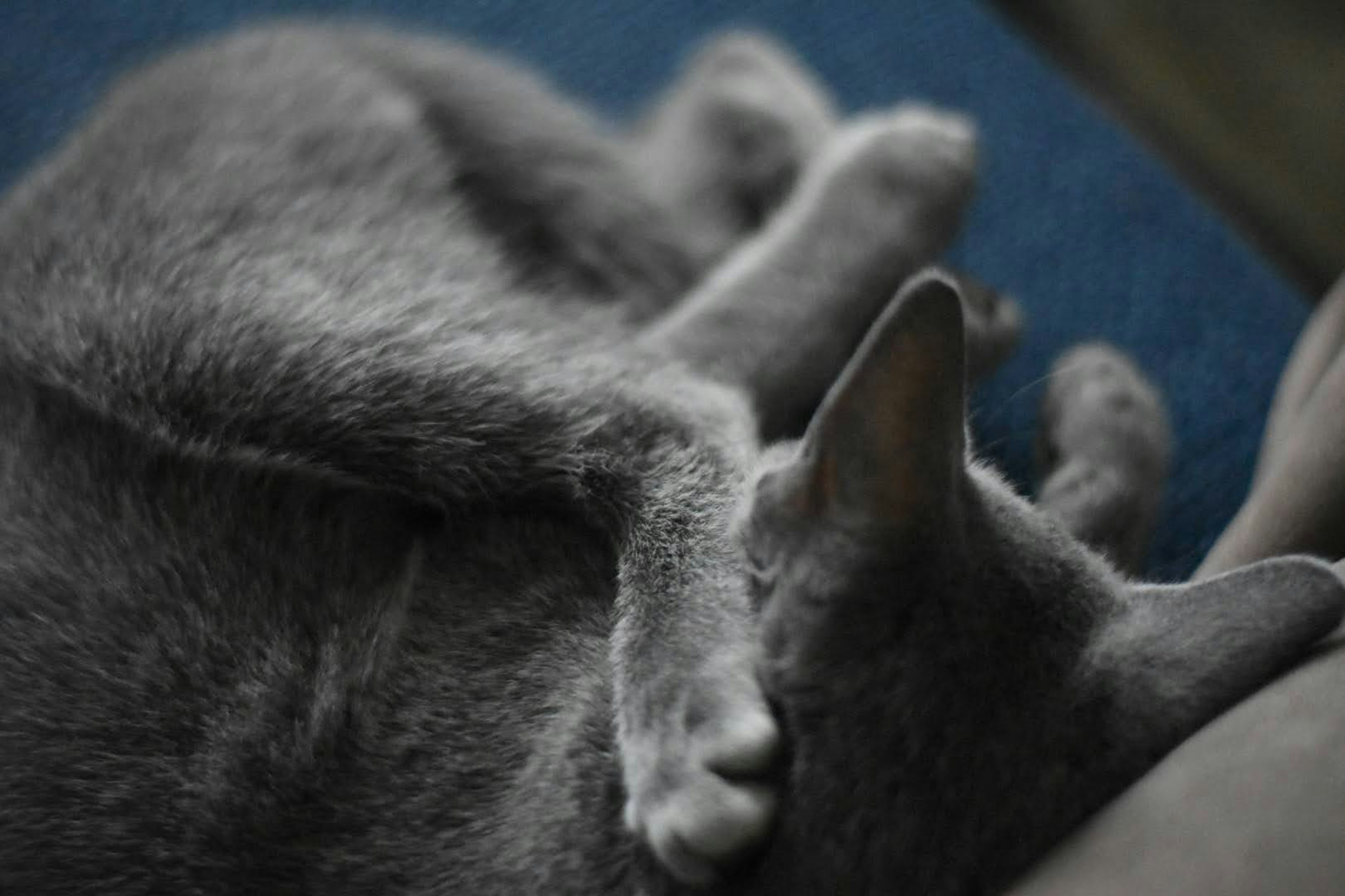 Acercamiento de un gato gris durmiendo