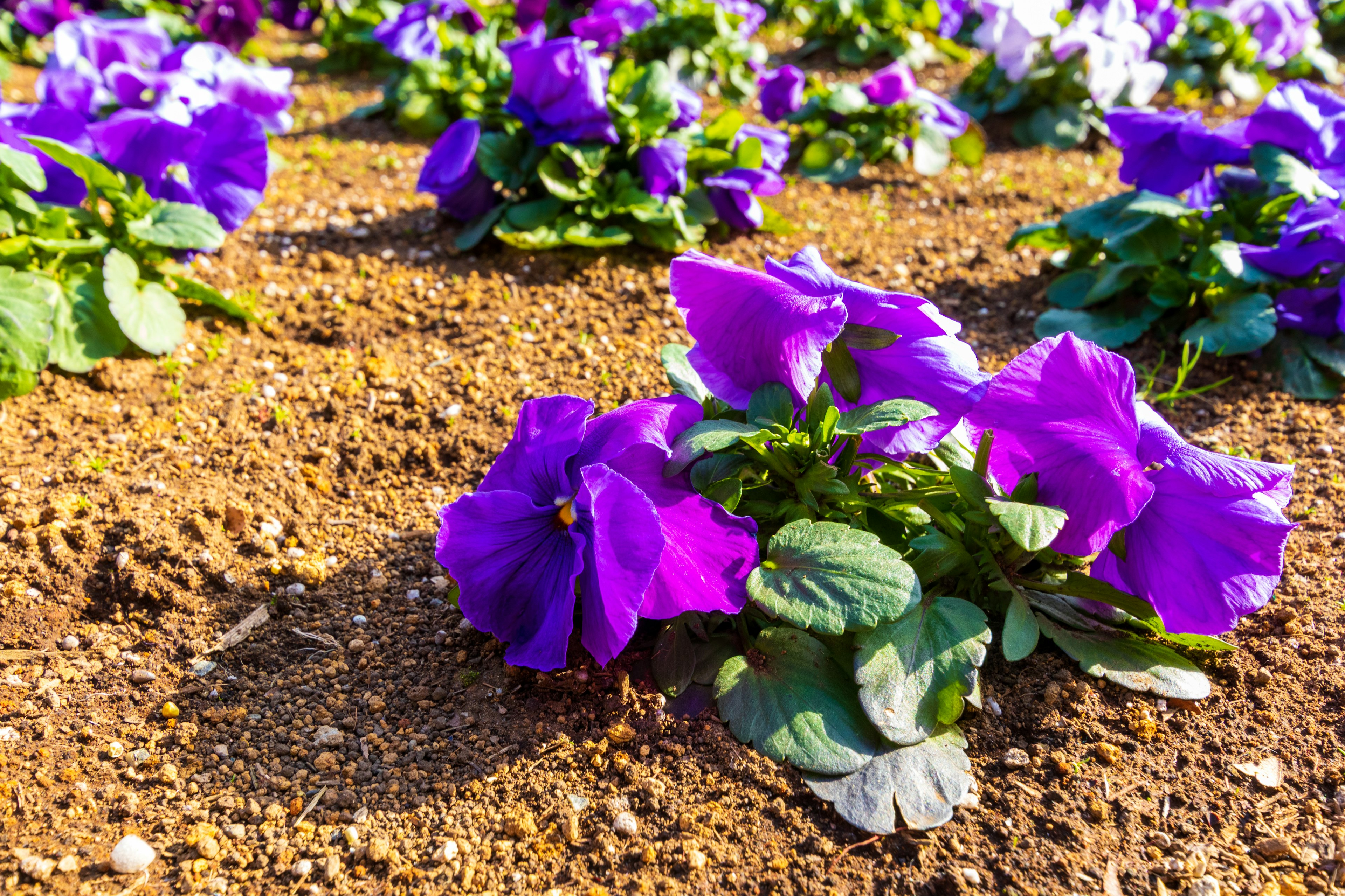 Primo piano di fiori viola che sbocciano in un'aiuola