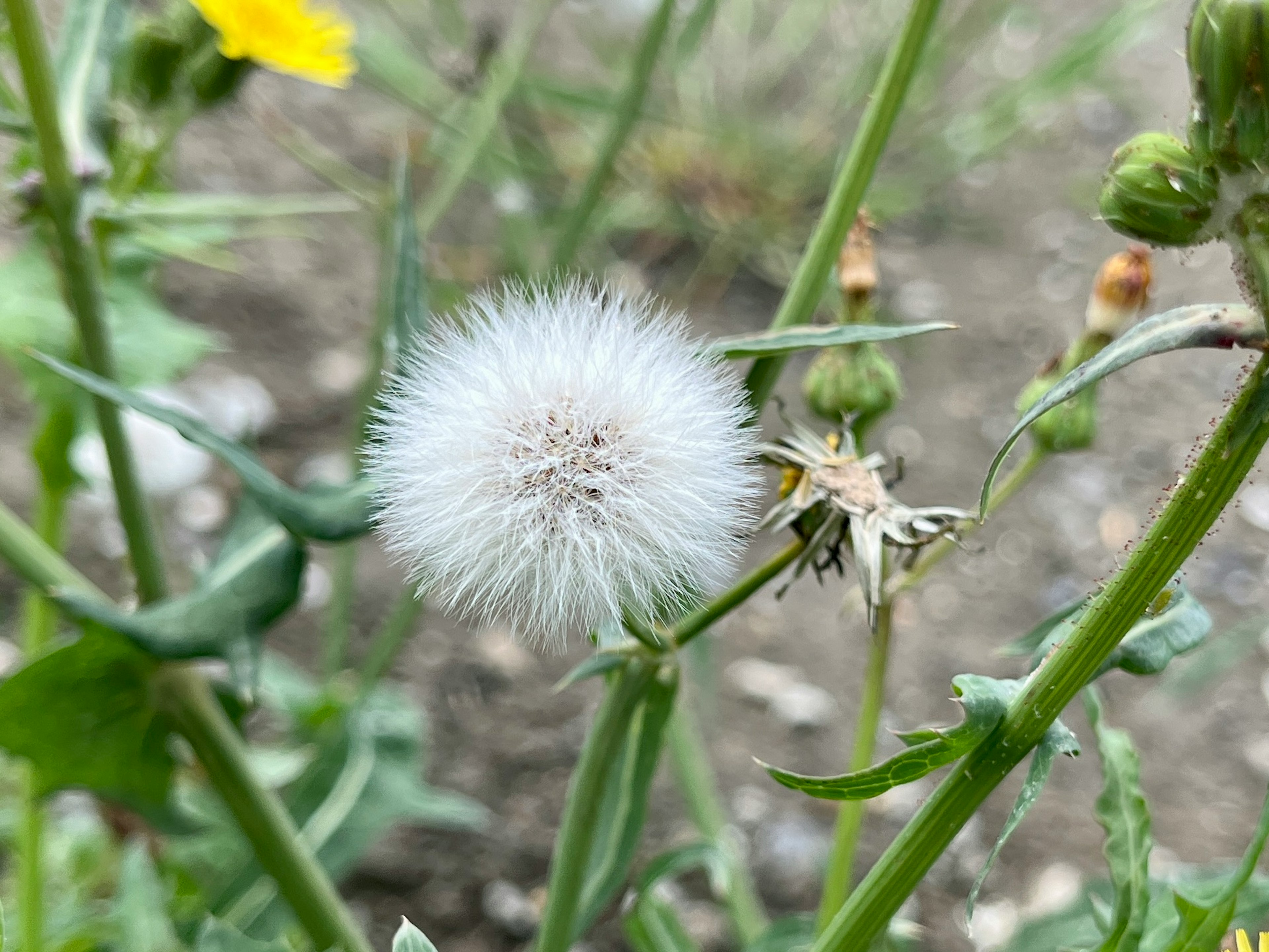 白いタンポポの綿毛が周囲の緑の植物の中にある