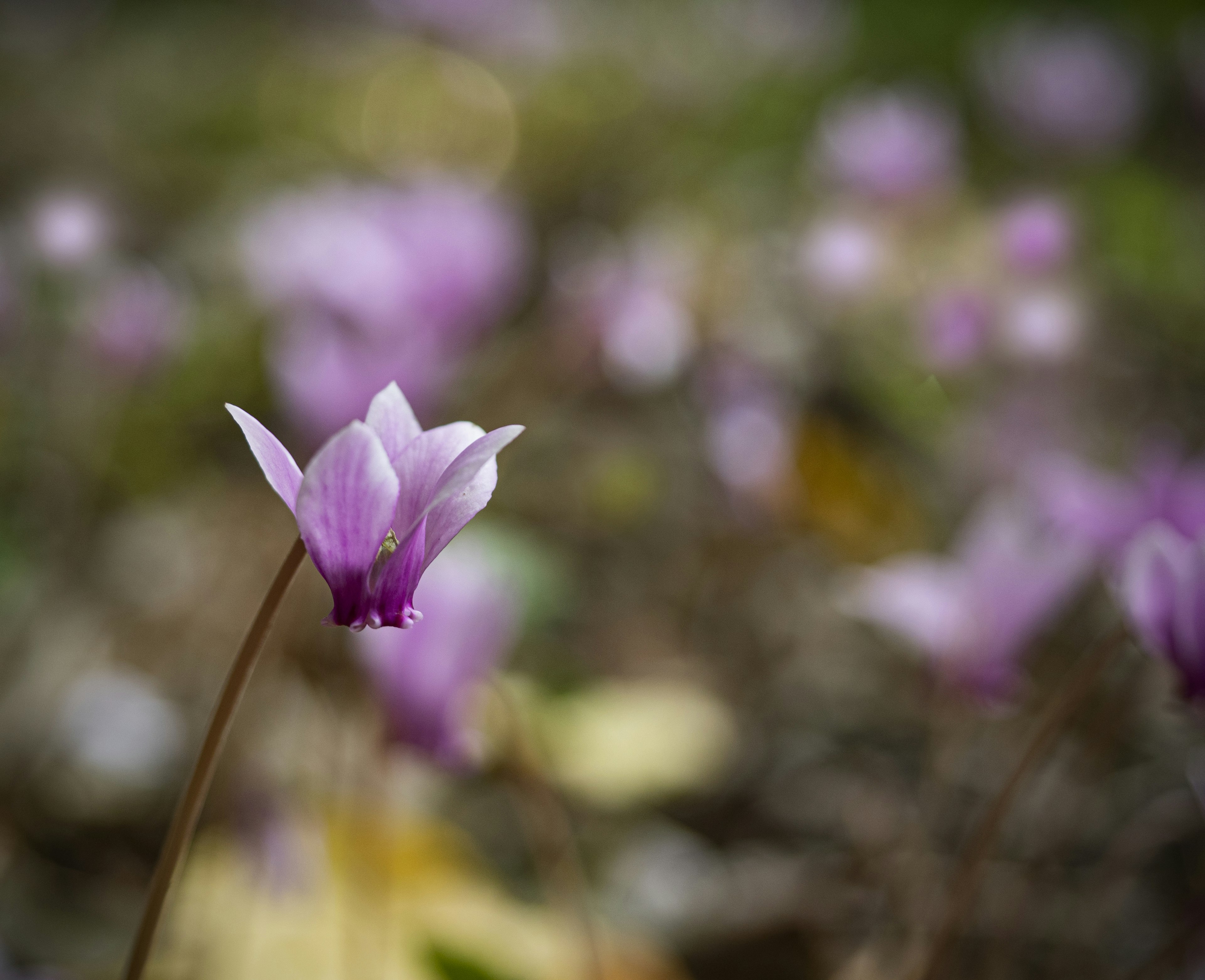 Eine zarte lila Blume sticht vor einem verschwommenen Hintergrund ähnlicher Blüten hervor