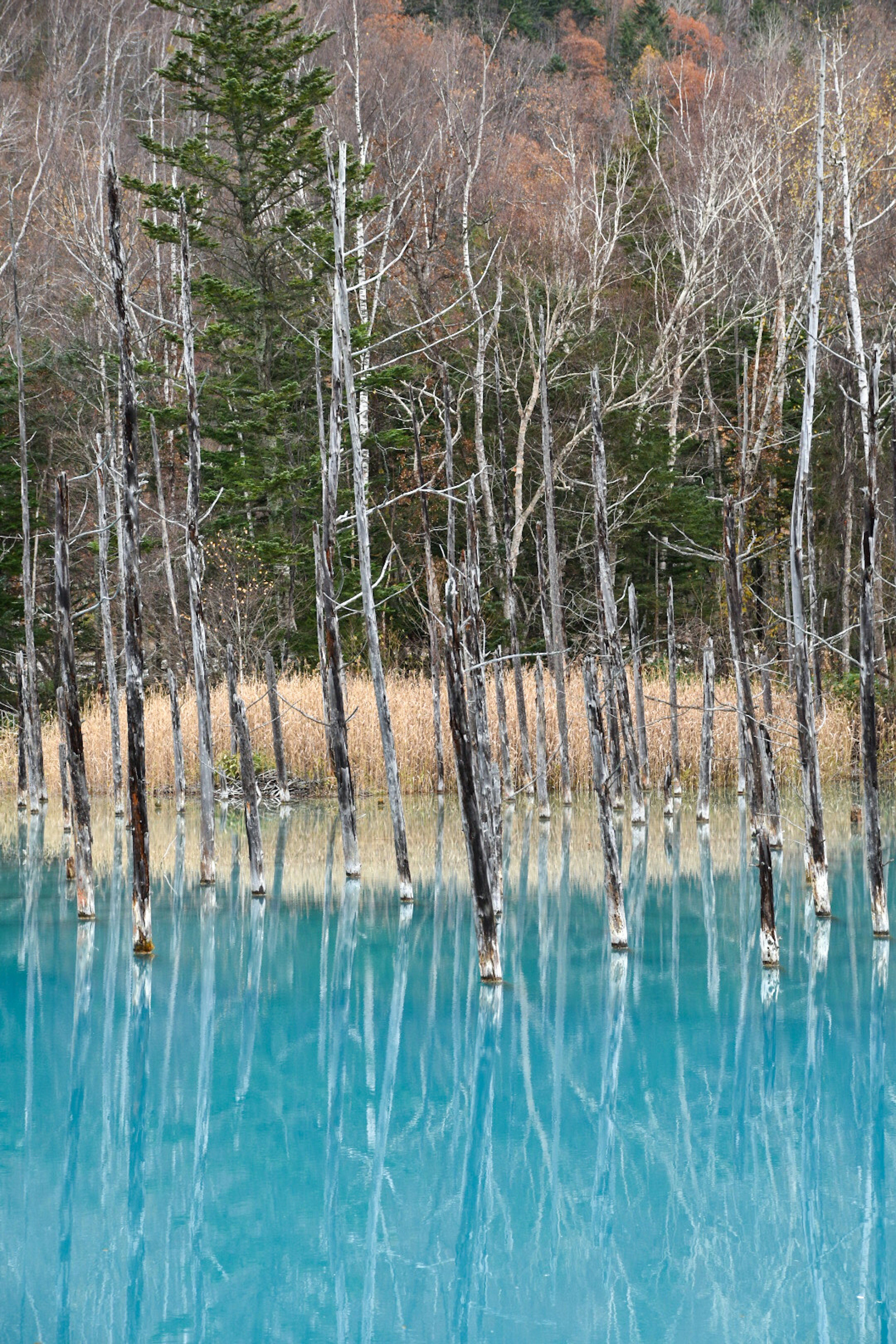 Alberi di betulla riflessi in acque turchesi con uno sfondo naturale