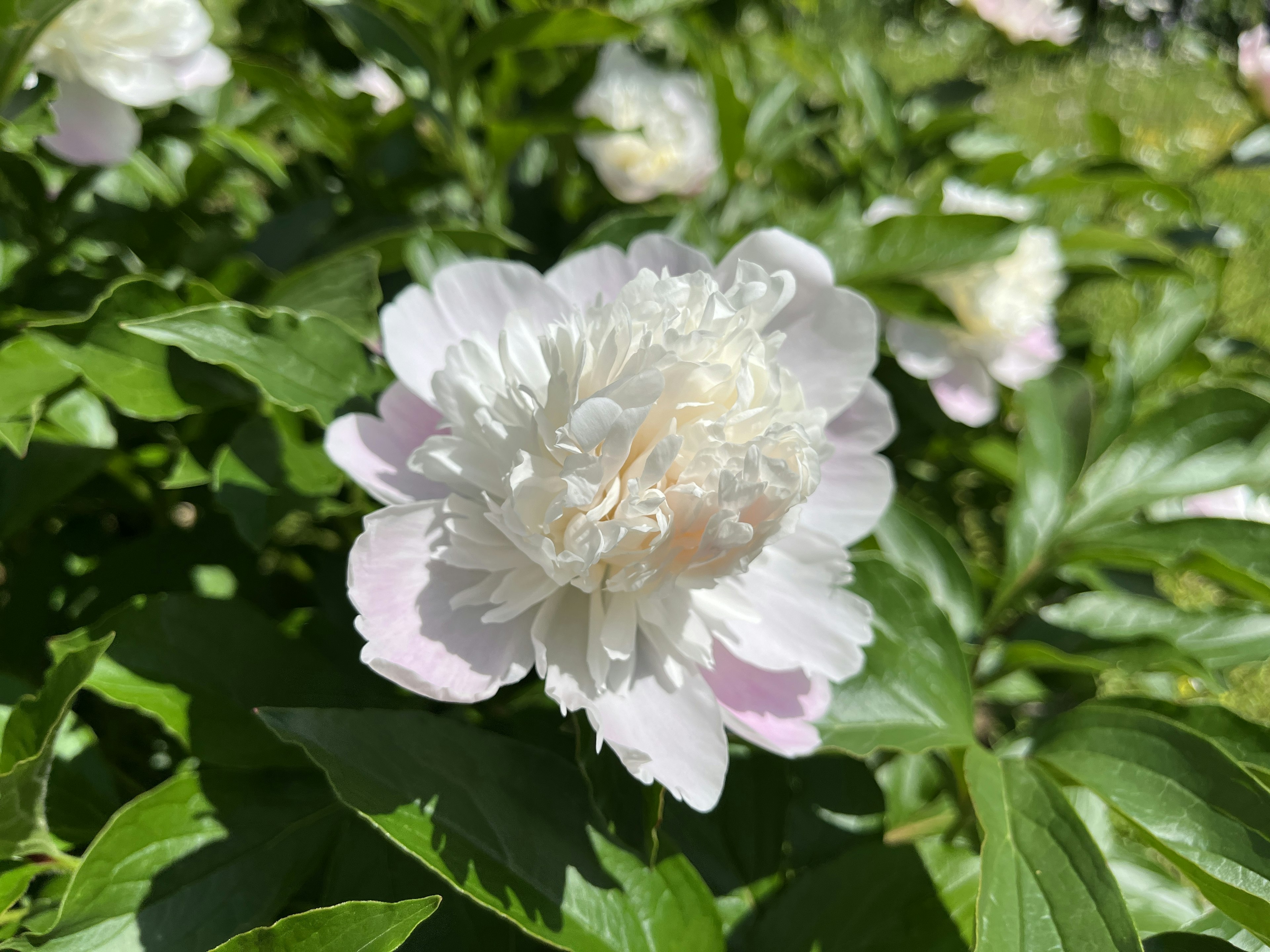 Bunga peony dengan kelopak putih dan daun hijau