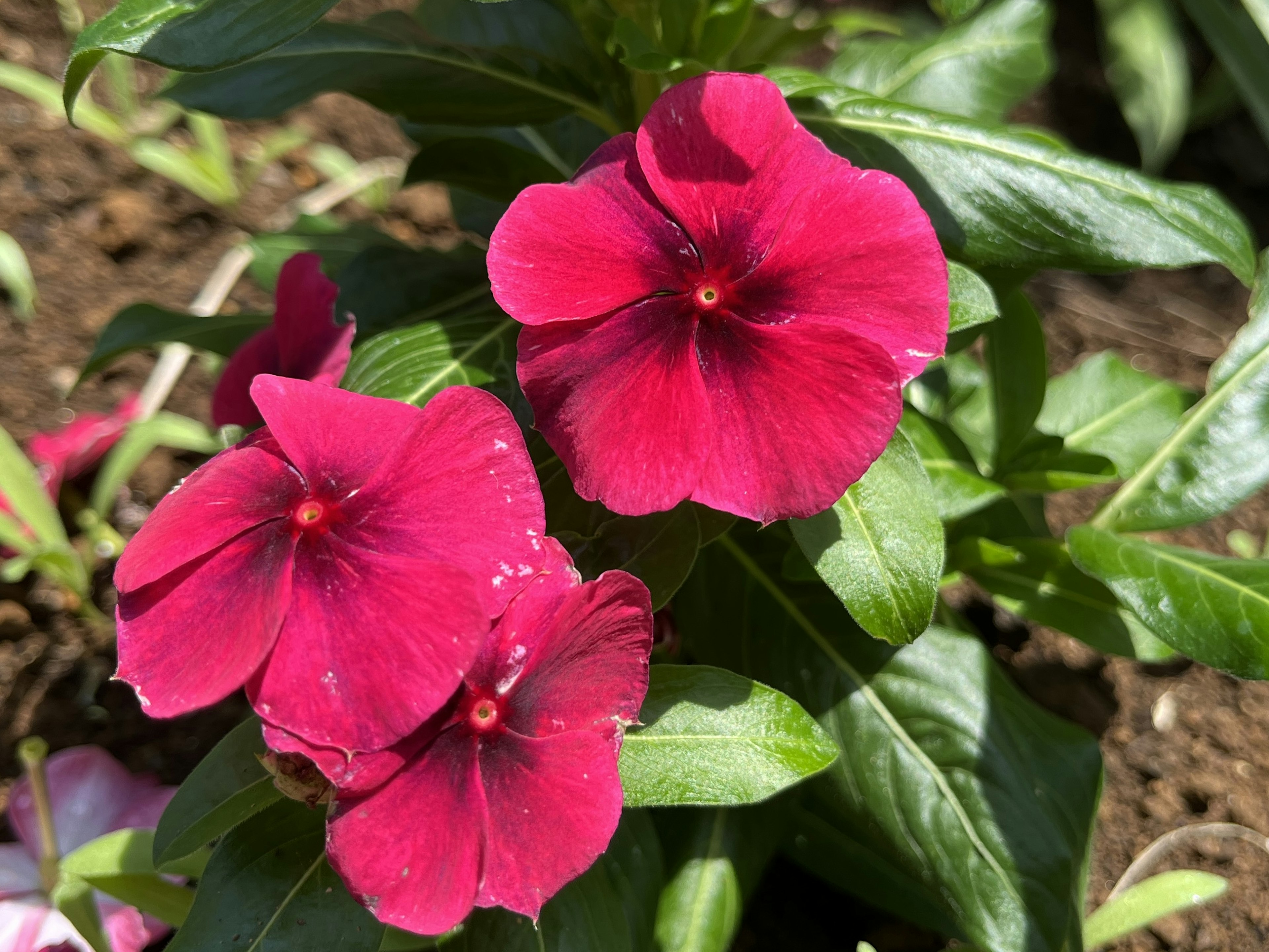 Bunga merah cerah dengan daun hijau di taman