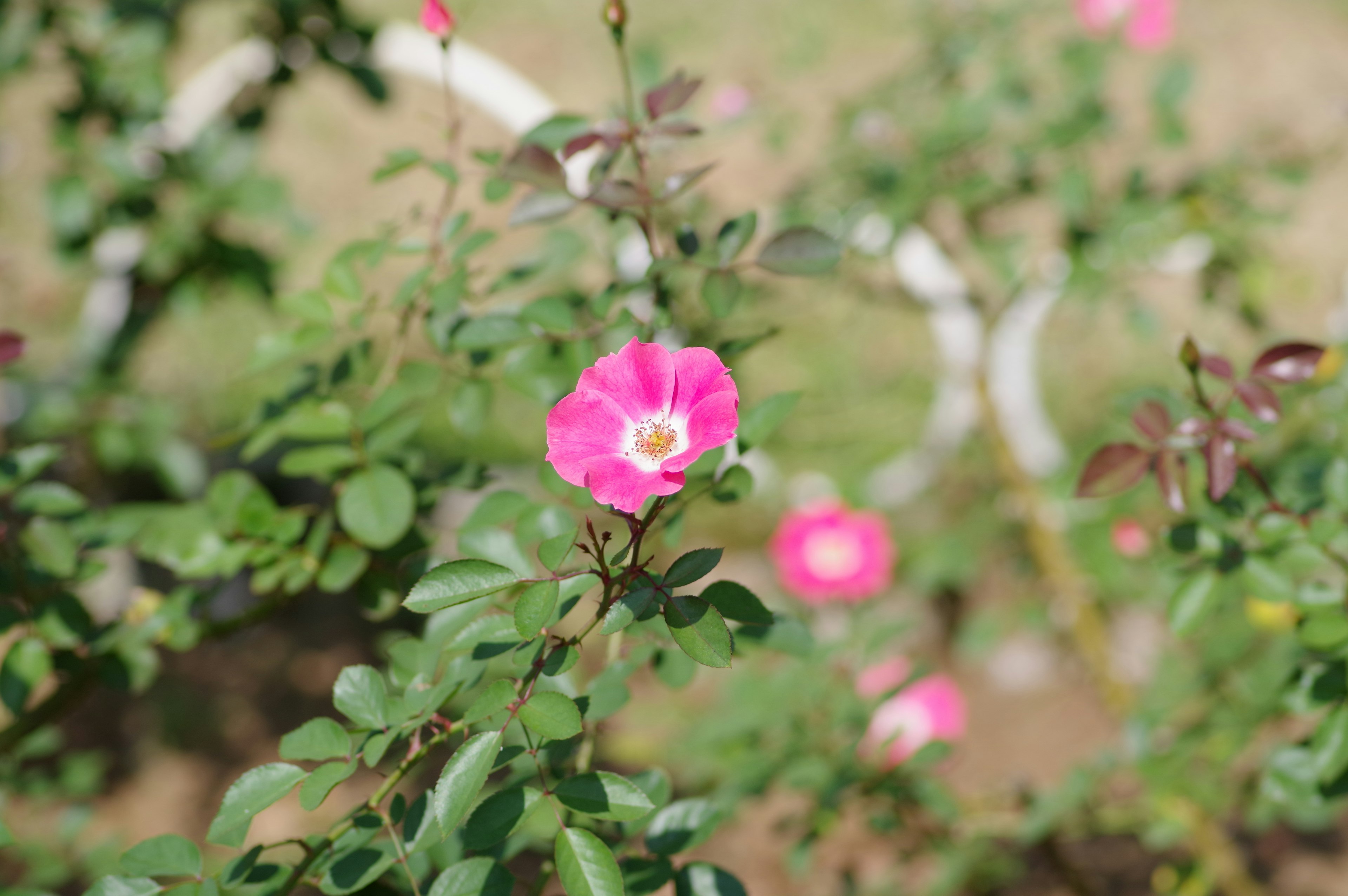 Kedekatan bunga pink cerah yang mekar di tanaman