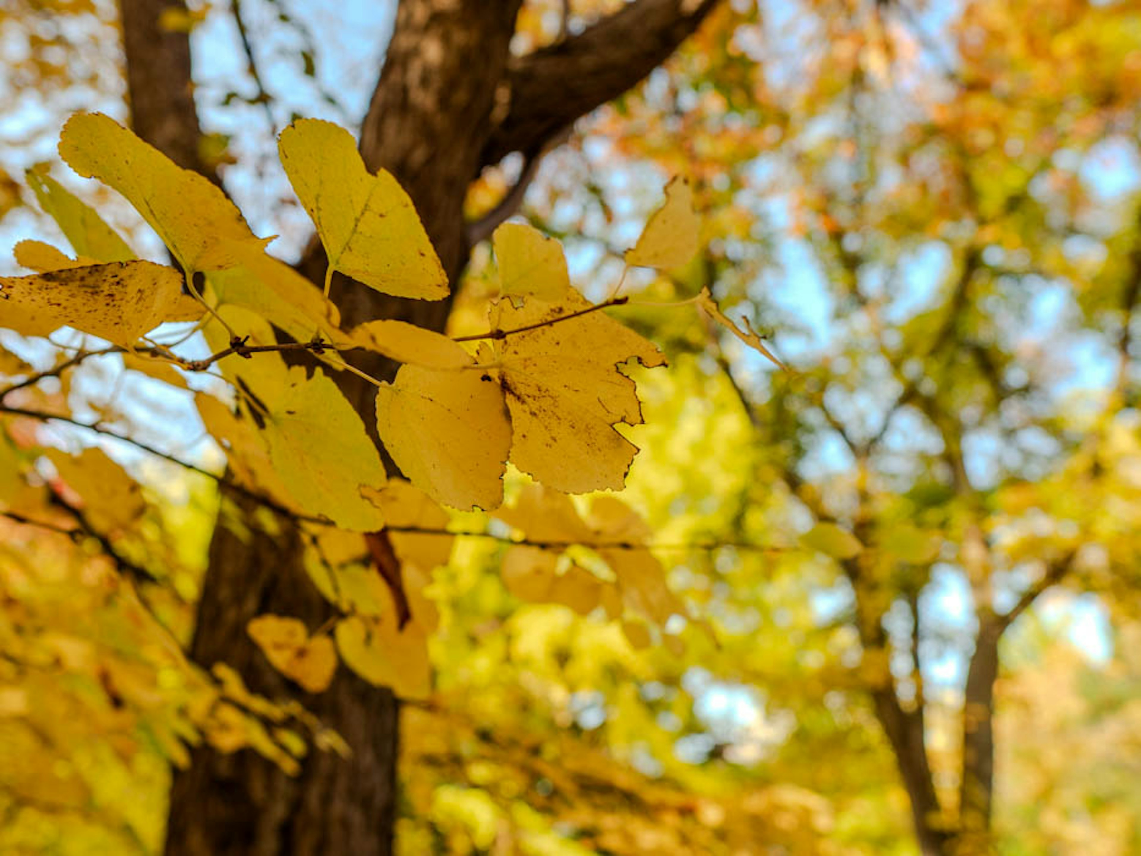 Hojas amarillas vibrantes que añaden color a los árboles de otoño