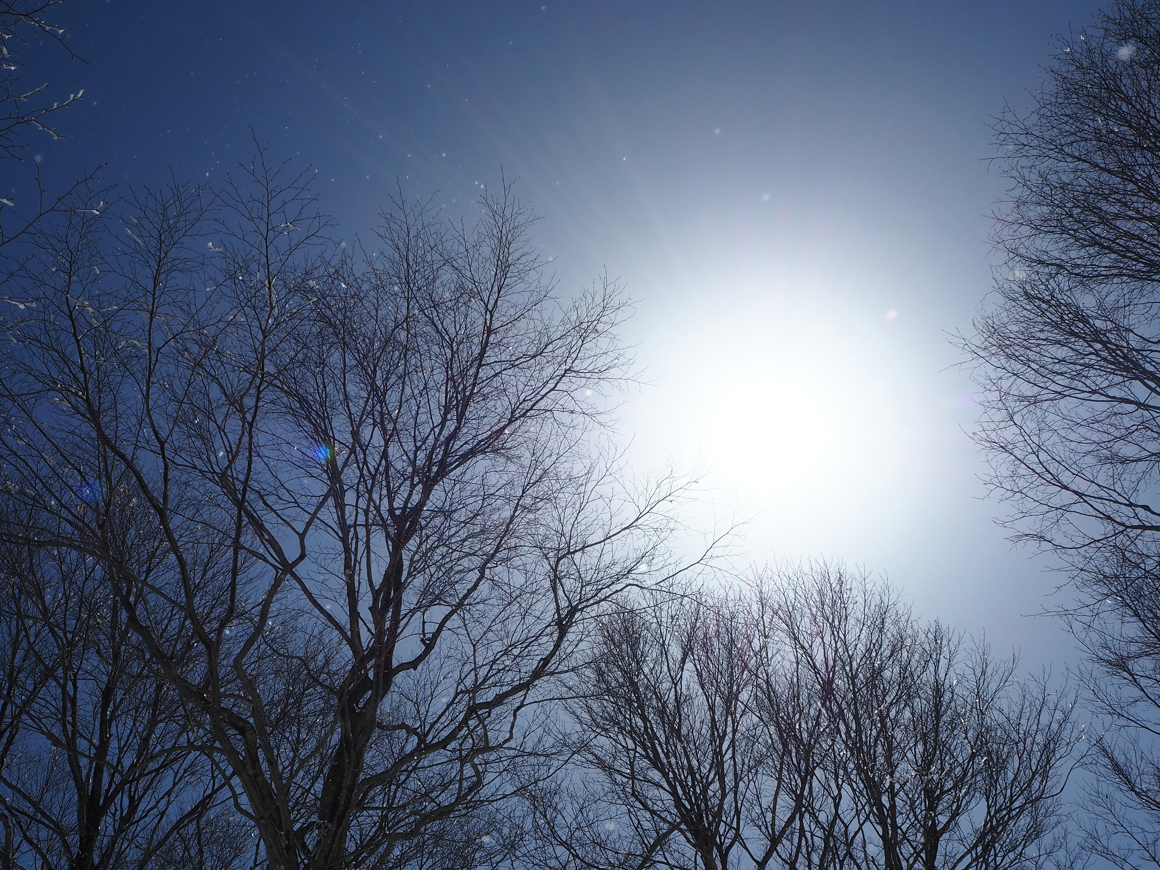 Árboles de invierno en silueta contra un sol brillante y un cielo azul claro