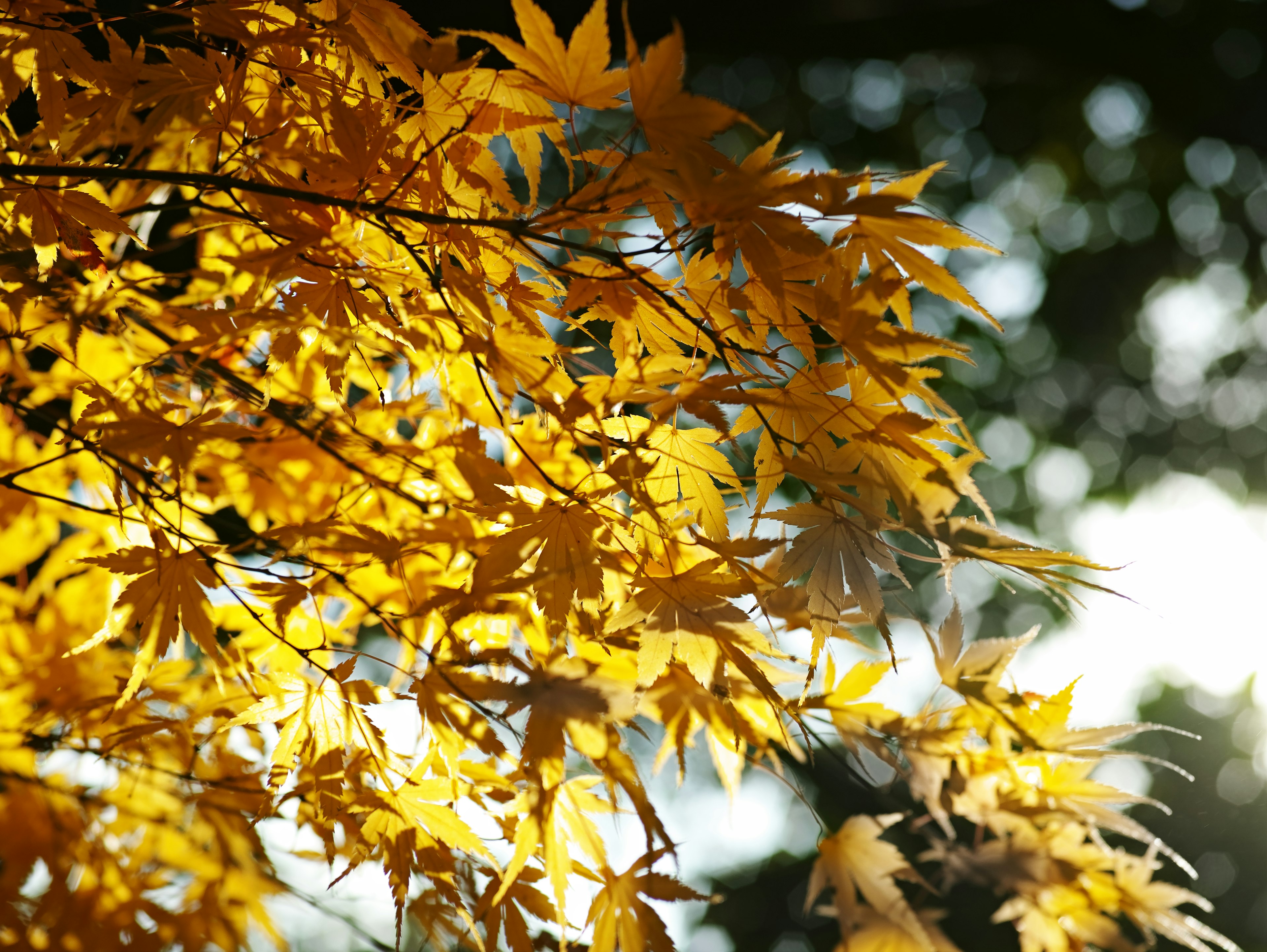 Vibrant yellow maple leaves illuminated by sunlight