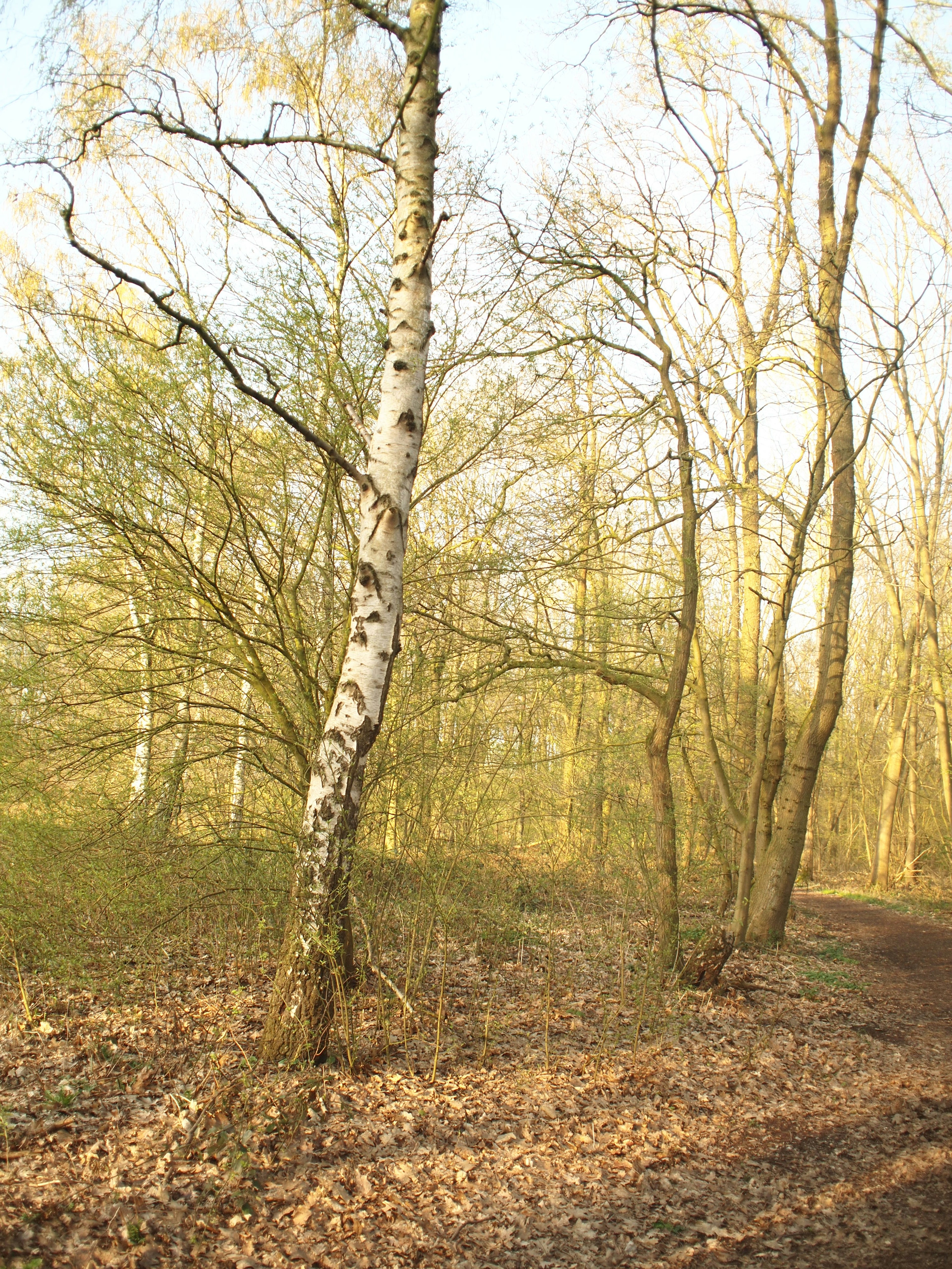 Vue pittoresque d'un bouleau au milieu d'autres arbres dans une forêt