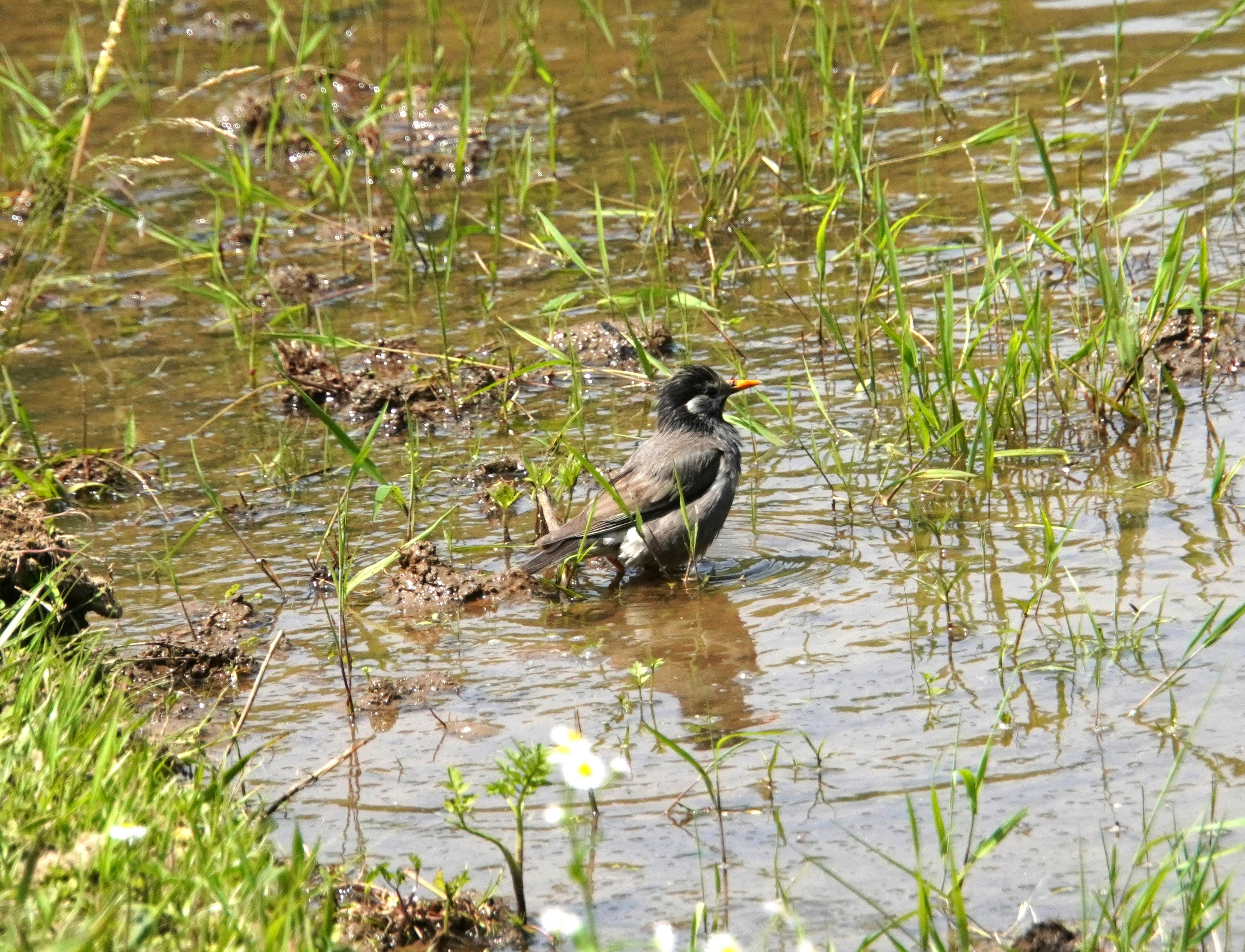 A small bird standing in shallow water surrounded by green grass