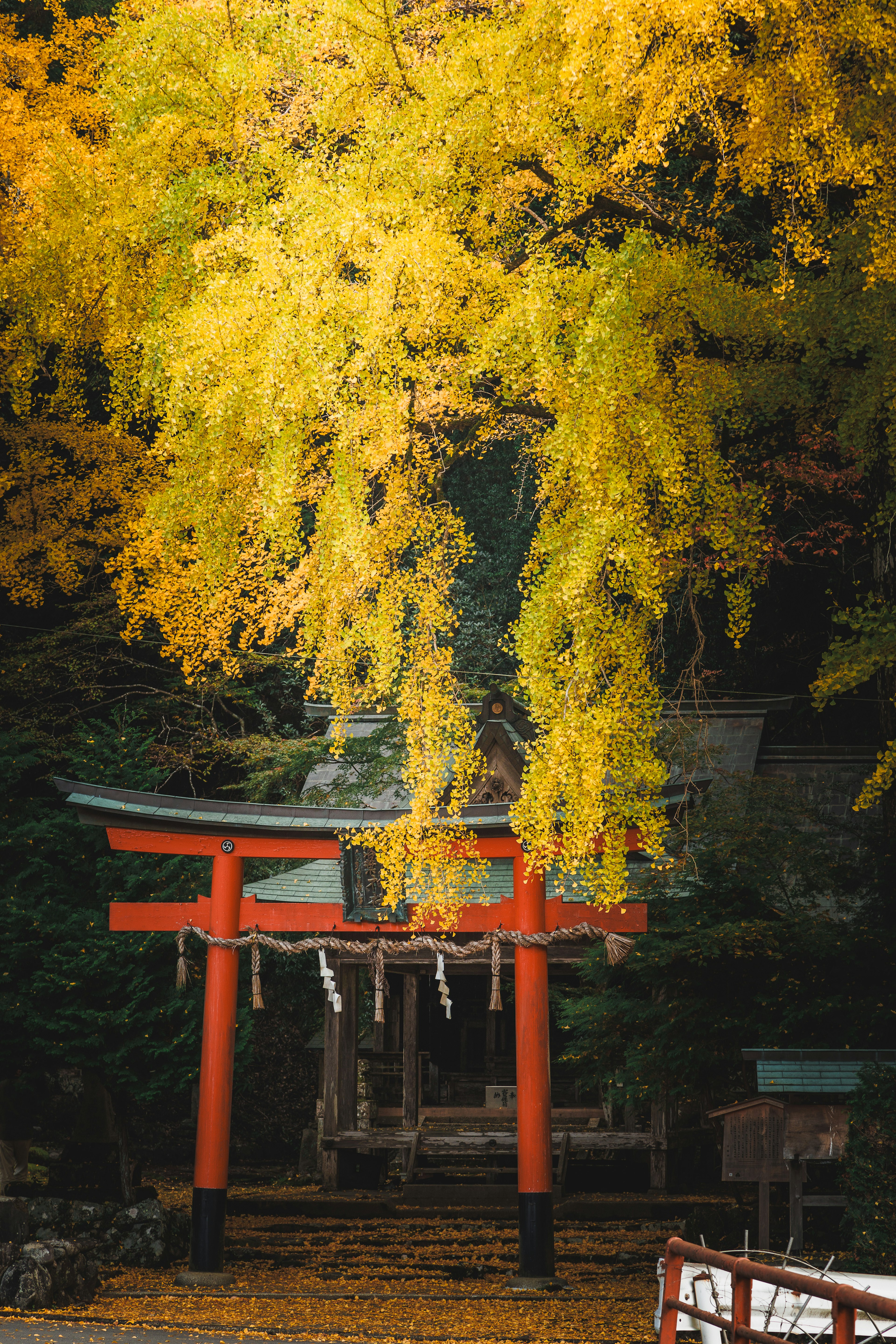 紅葉した銀杏の木の下にある赤い鳥居と神社の風景