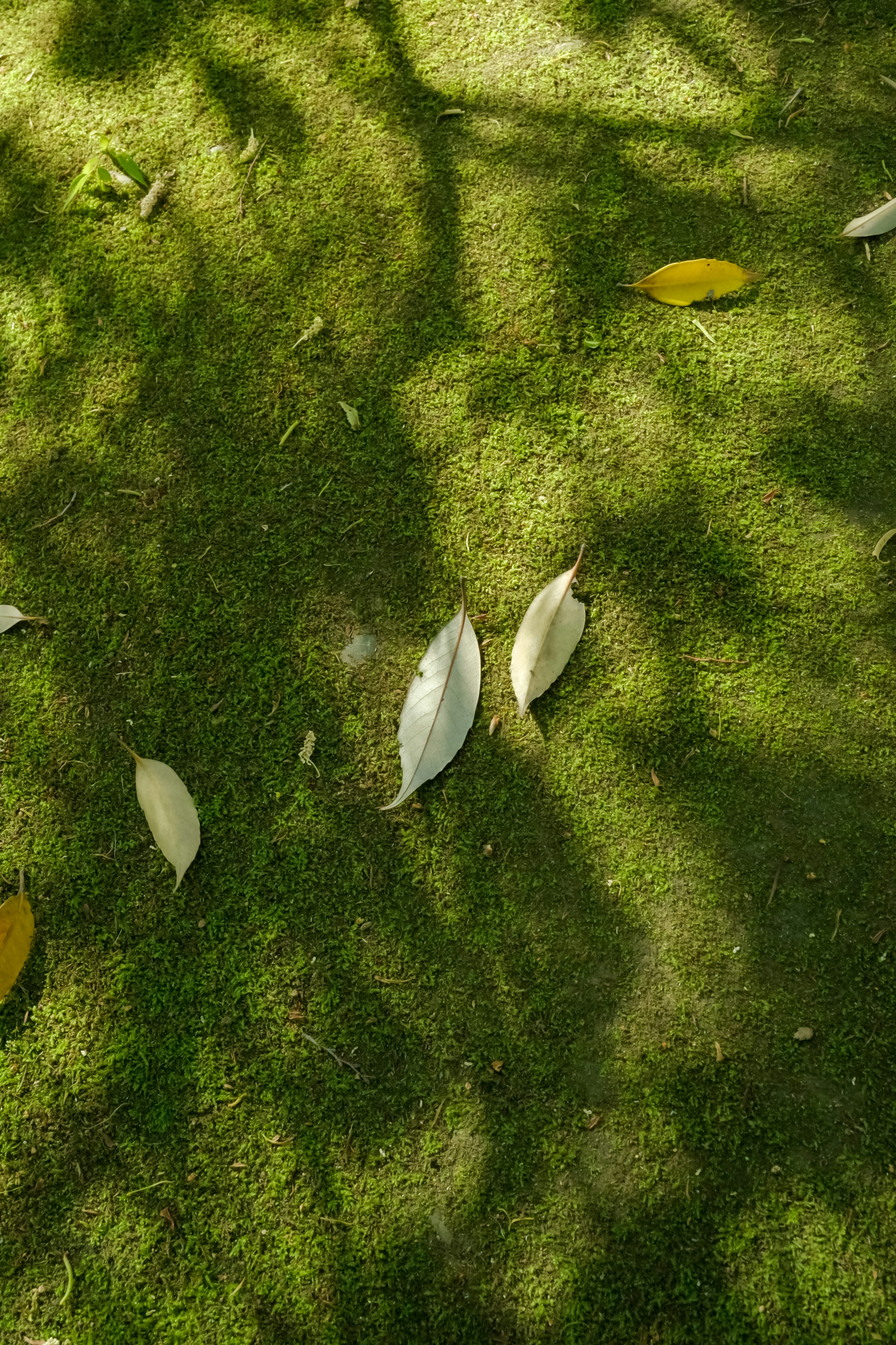 Hojas esparcidas sobre césped verde con patrones de sombra