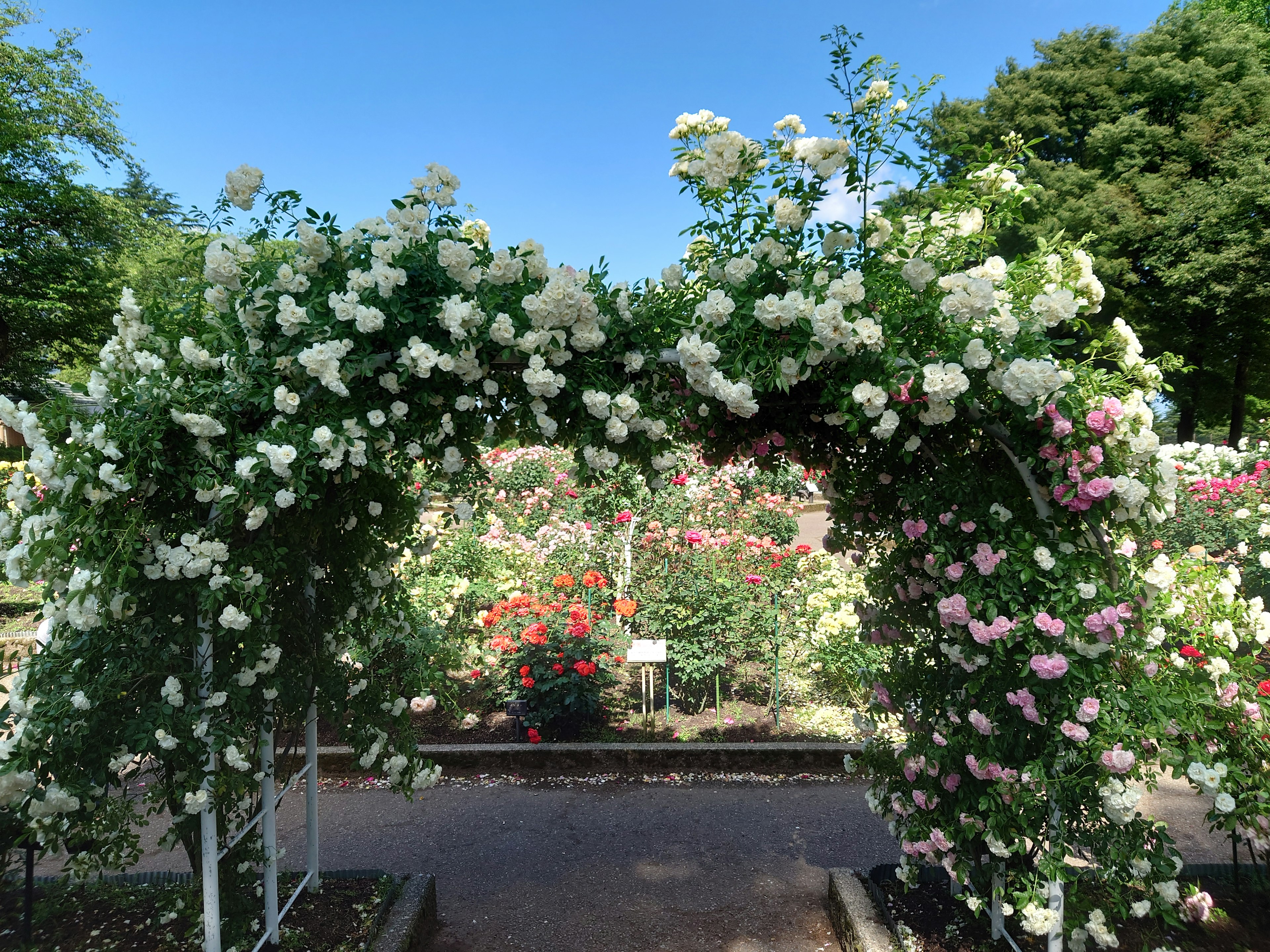 Beautiful arch adorned with white and pink roses under a clear blue sky