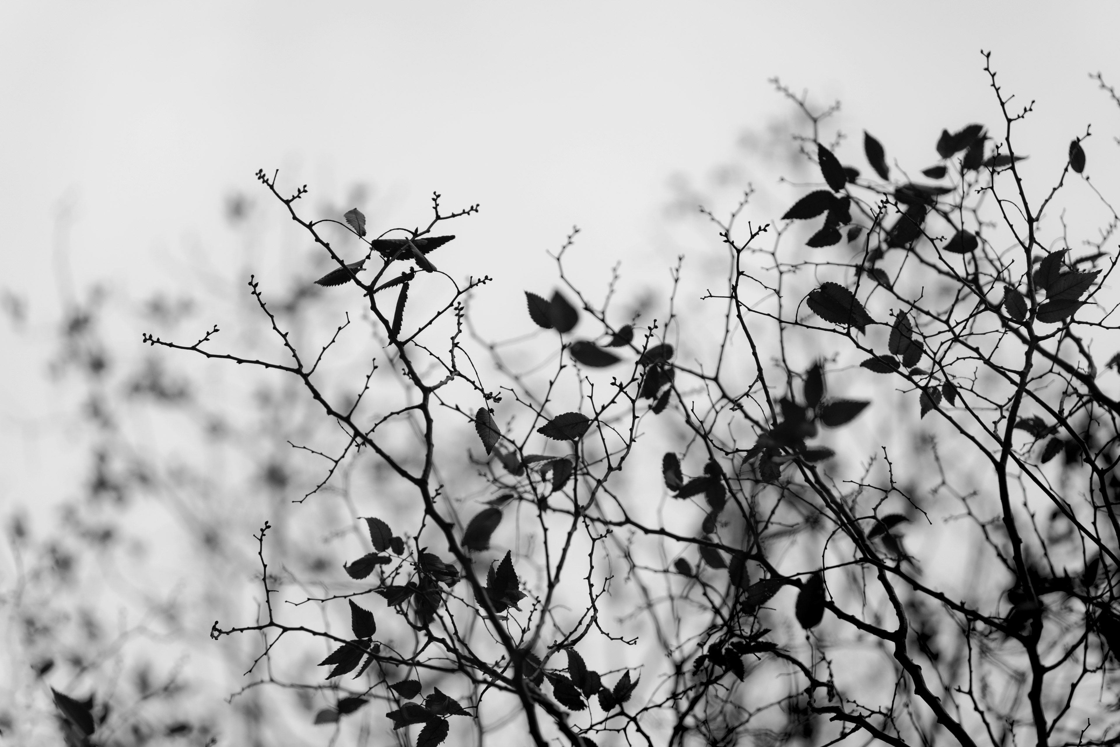 Silhouette von Zweigen und Blättern vor einem monochromen Hintergrund