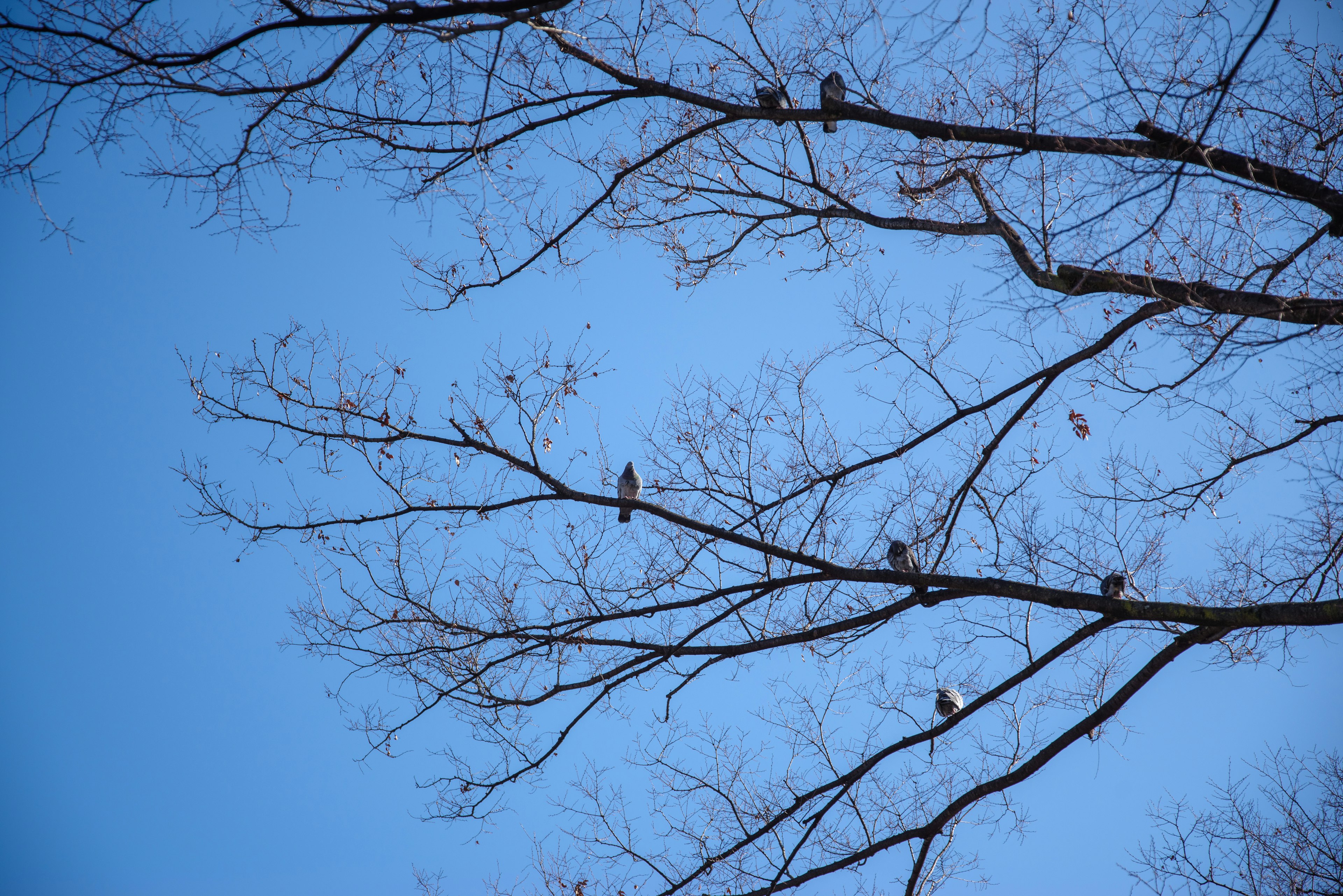 Branches nues contre un ciel bleu clair avec de petits oiseaux perchés