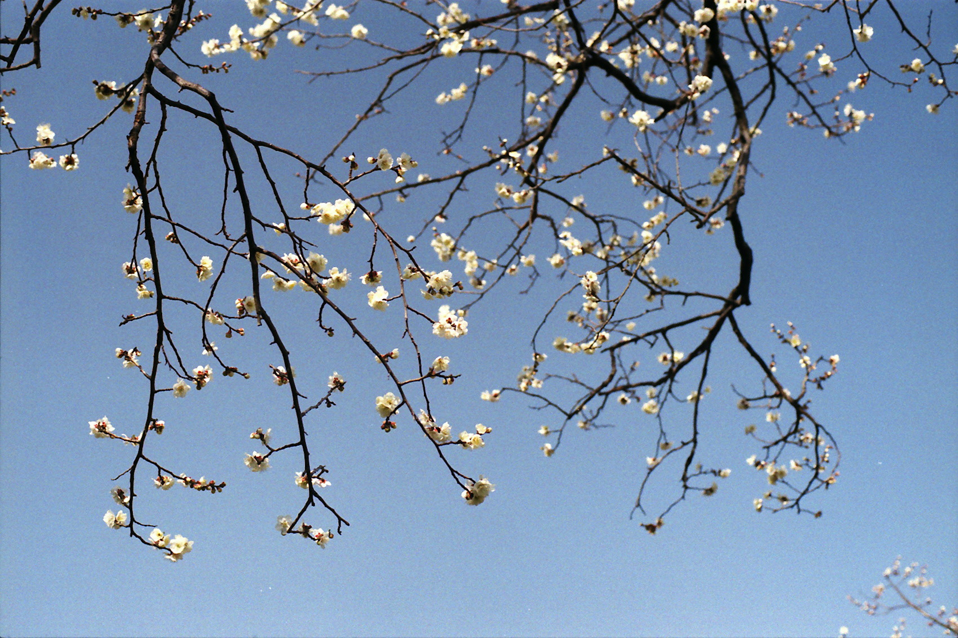 Branches with white flowers against a clear blue sky