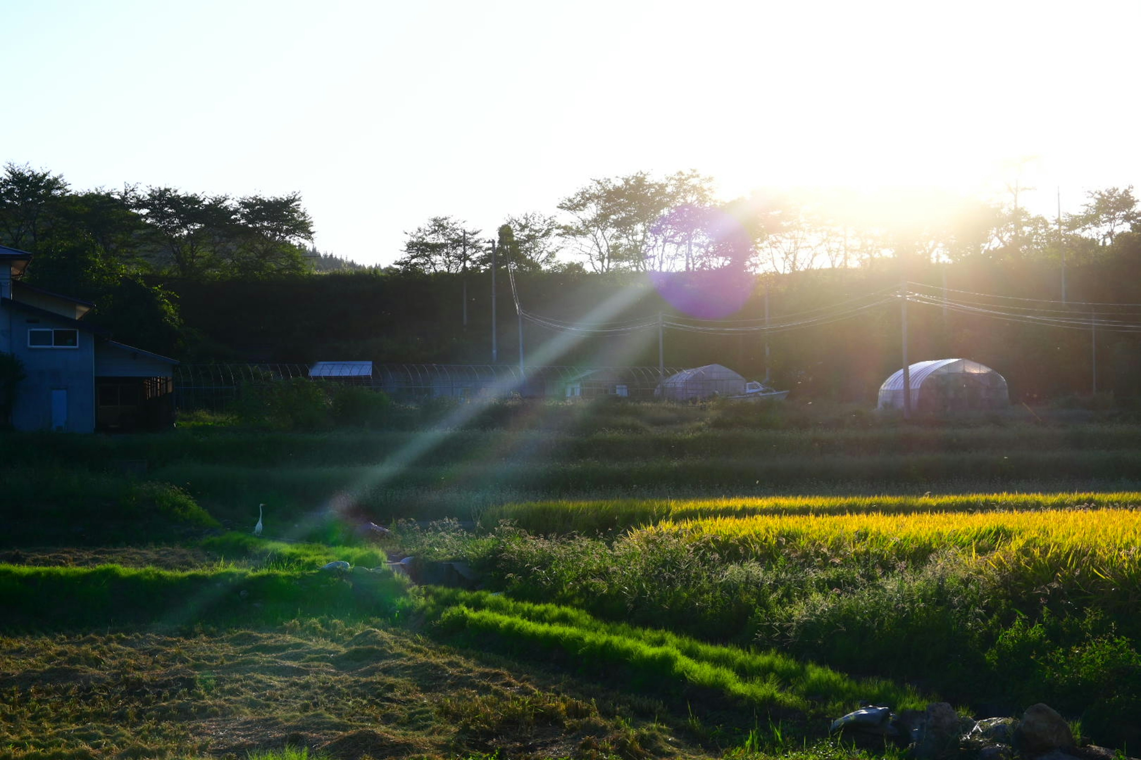 Pemandangan pedesaan yang indah dengan sinar matahari menyinari sawah hijau dan kuning