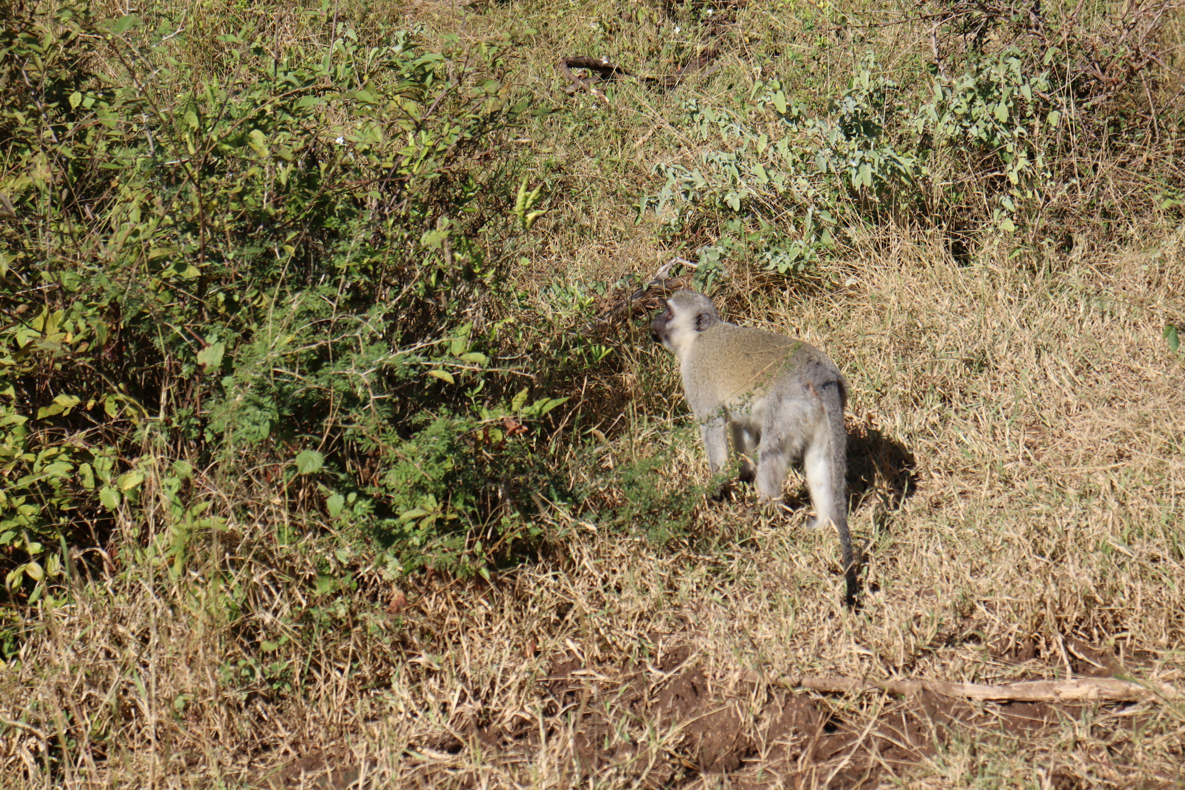 Monkey walking in grassland surrounded by plants