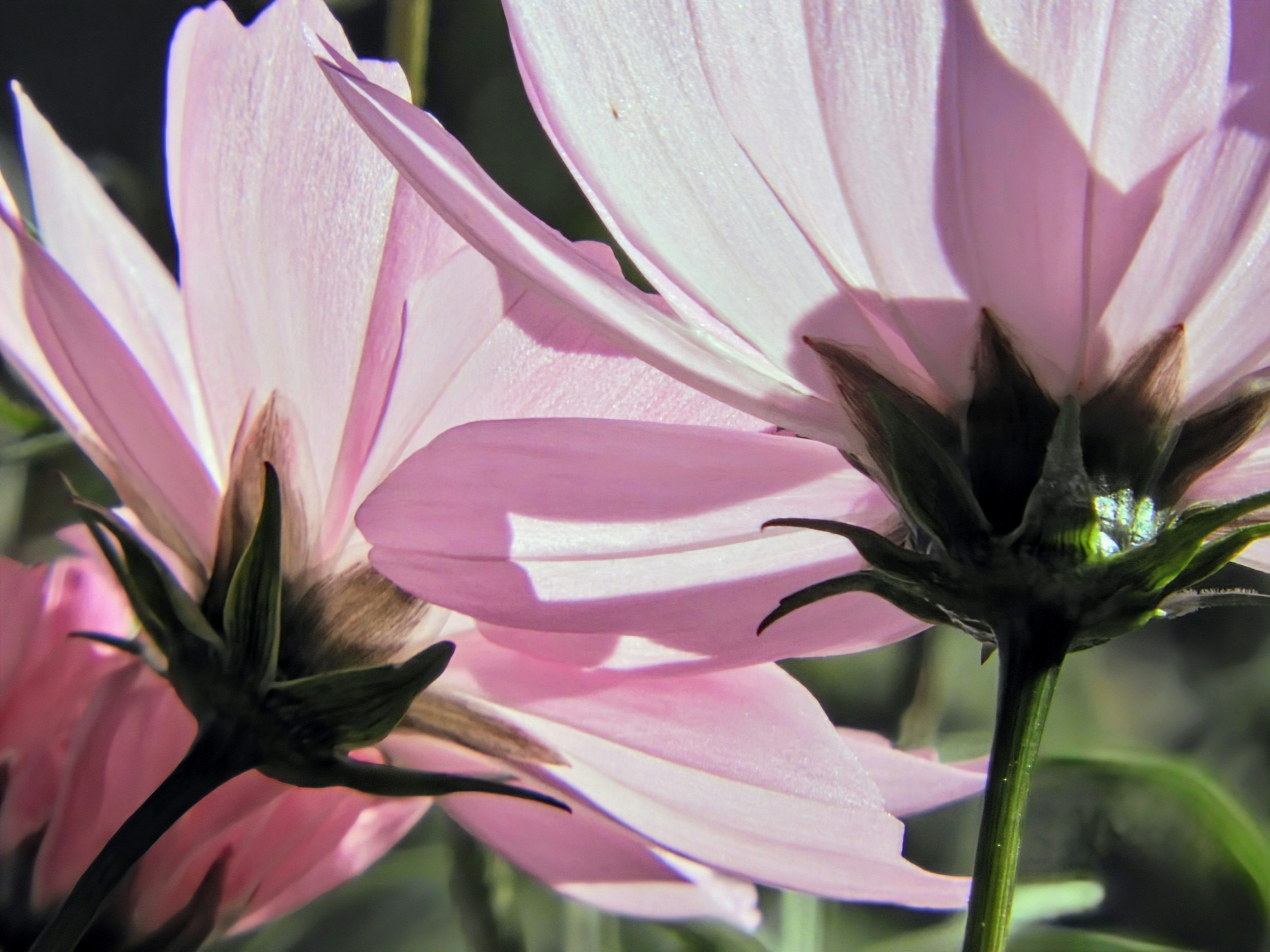 Petali rosa delicati con steli verdi in un arrangiamento floreale