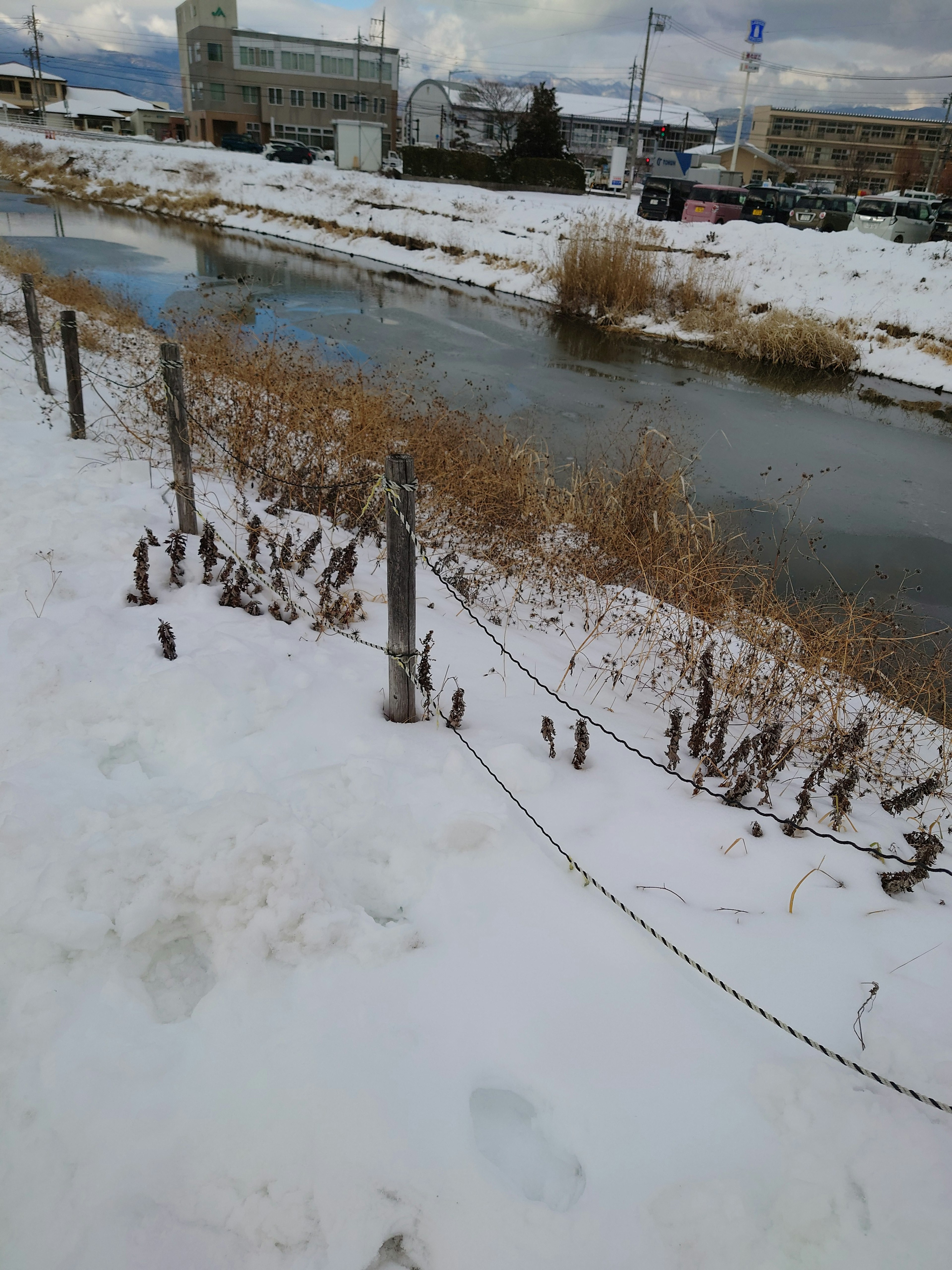 Snow-covered riverbank with dried plants and buildings in the background