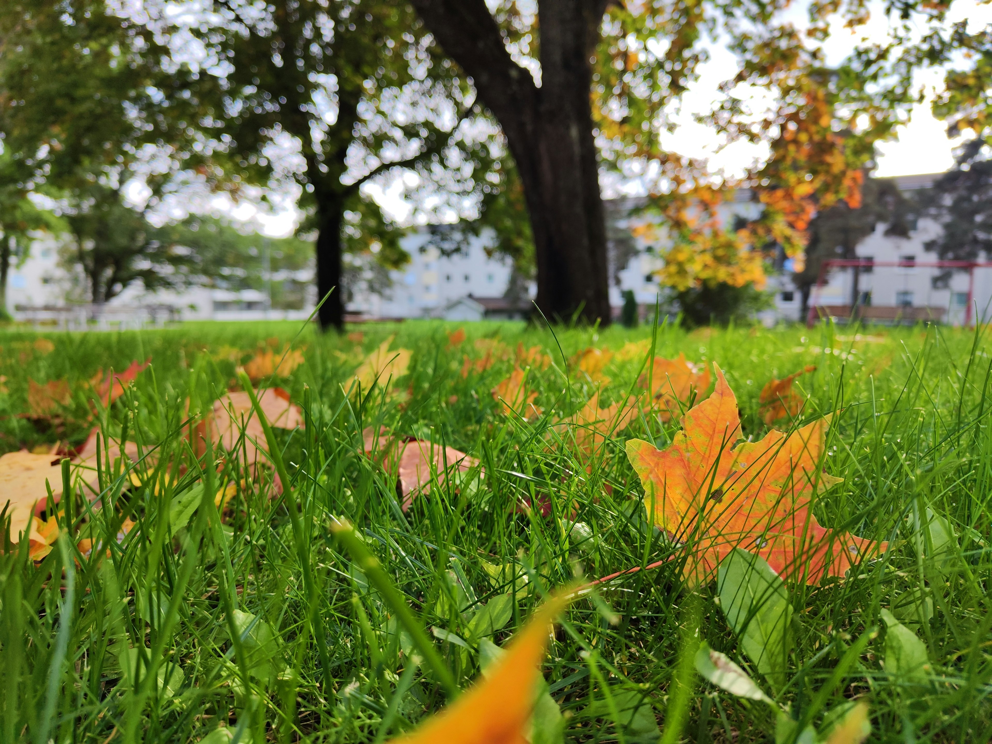 Feuilles orange éparpillées sur l'herbe verte avec un arbre en arrière-plan