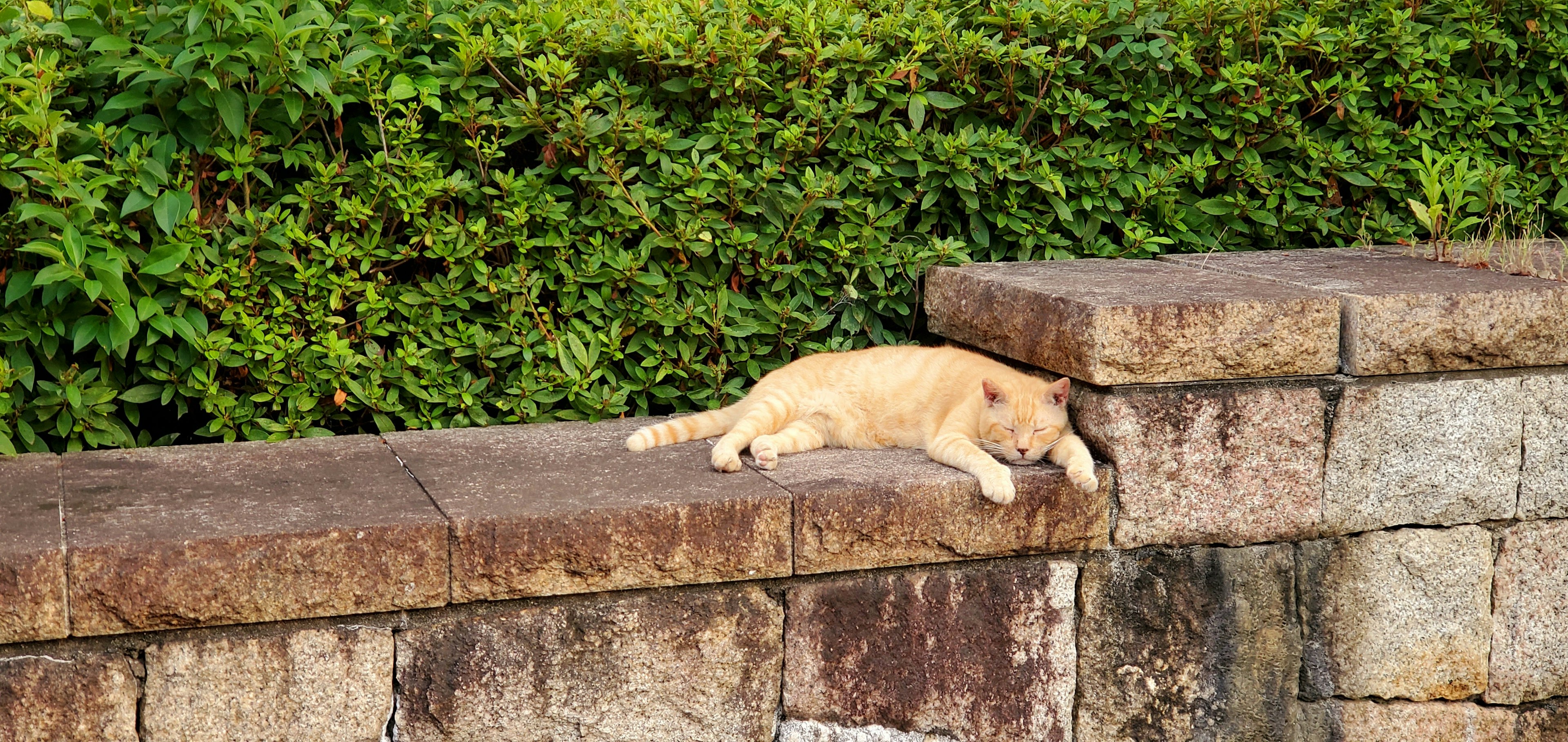 Kucing oranye berbaring di dinding batu dengan dedaunan hijau di latar belakang