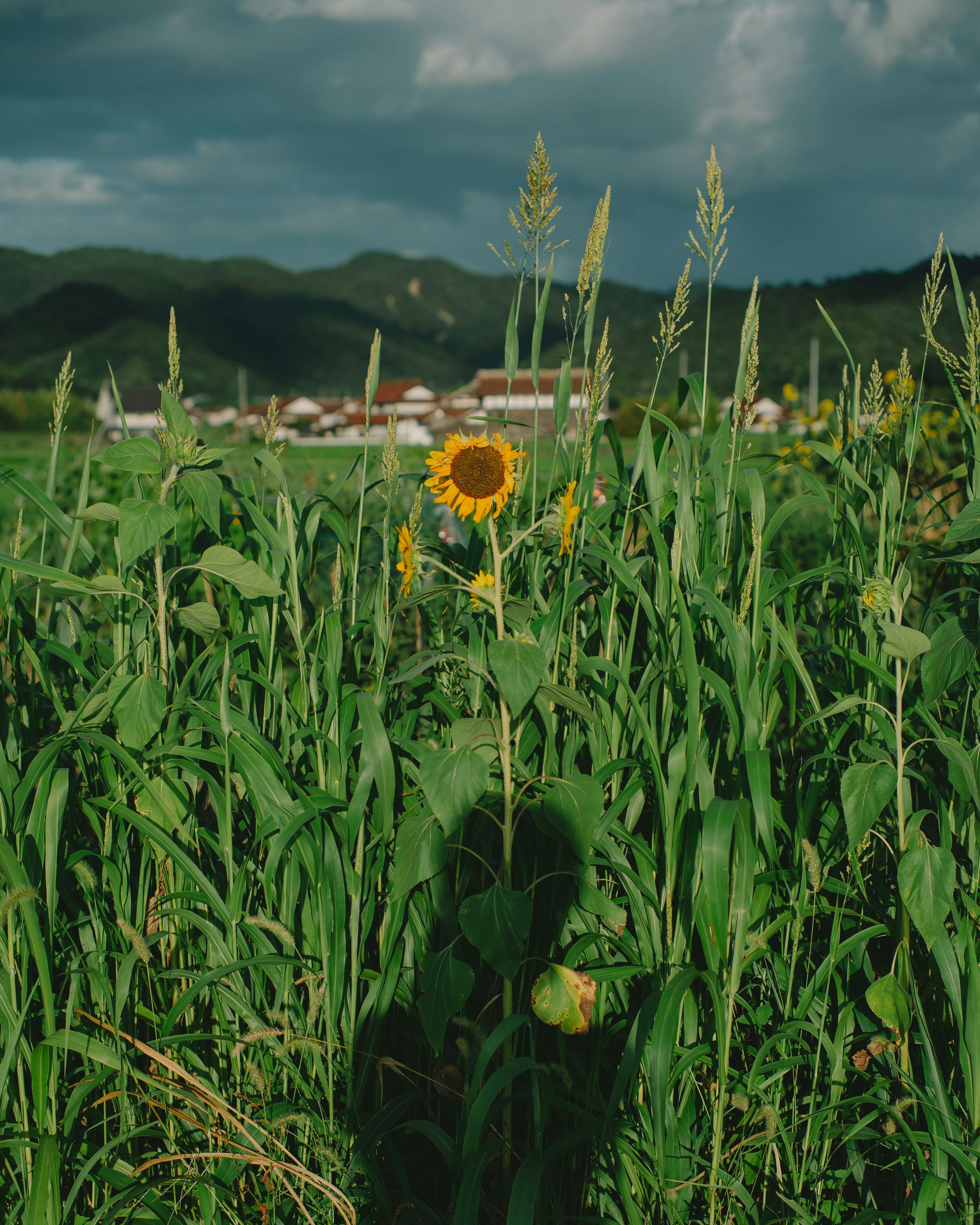 Un girasole in piedi tra l'erba verde con montagne sullo sfondo