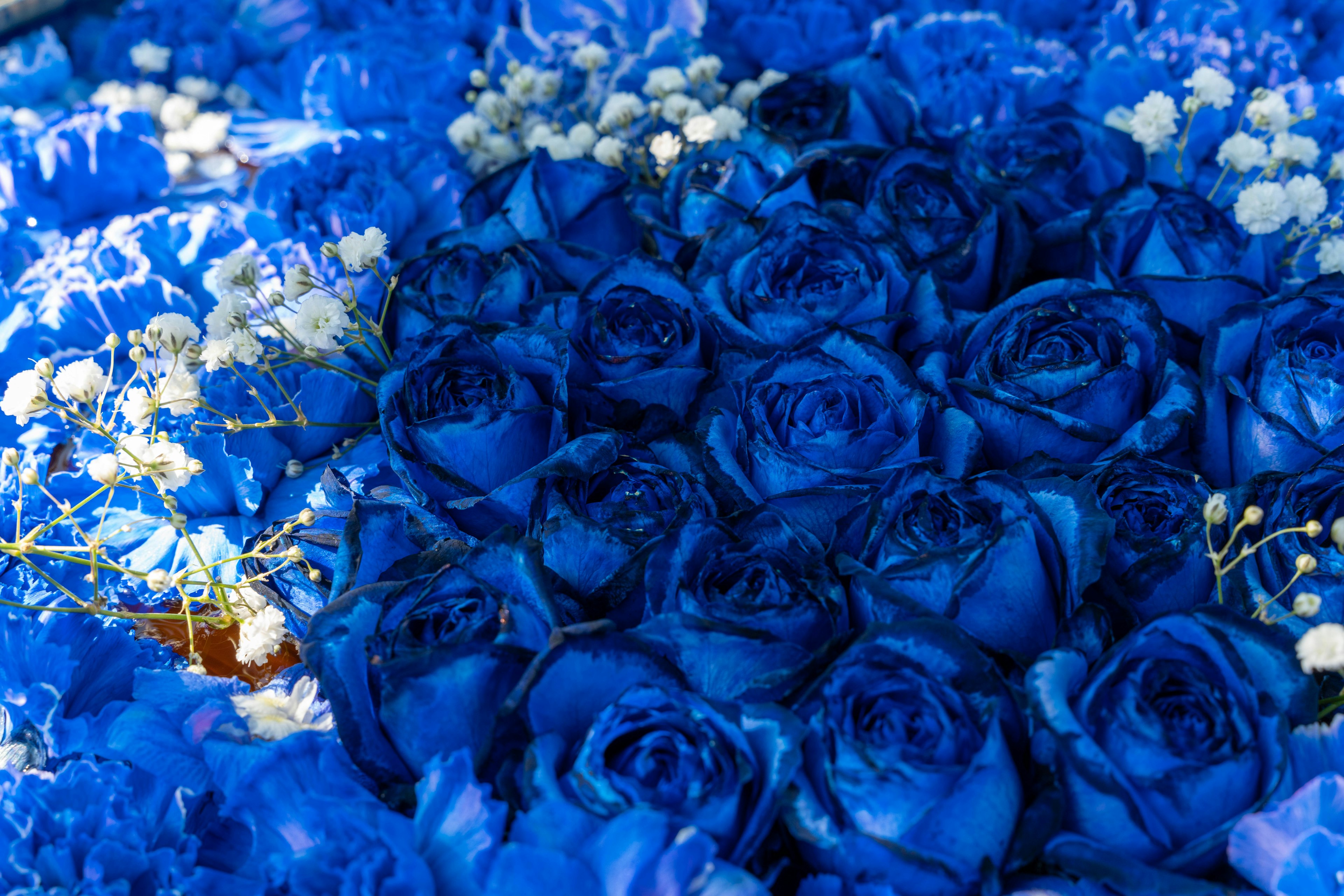 Arrangement de roses bleues et de gypsophiles blanches