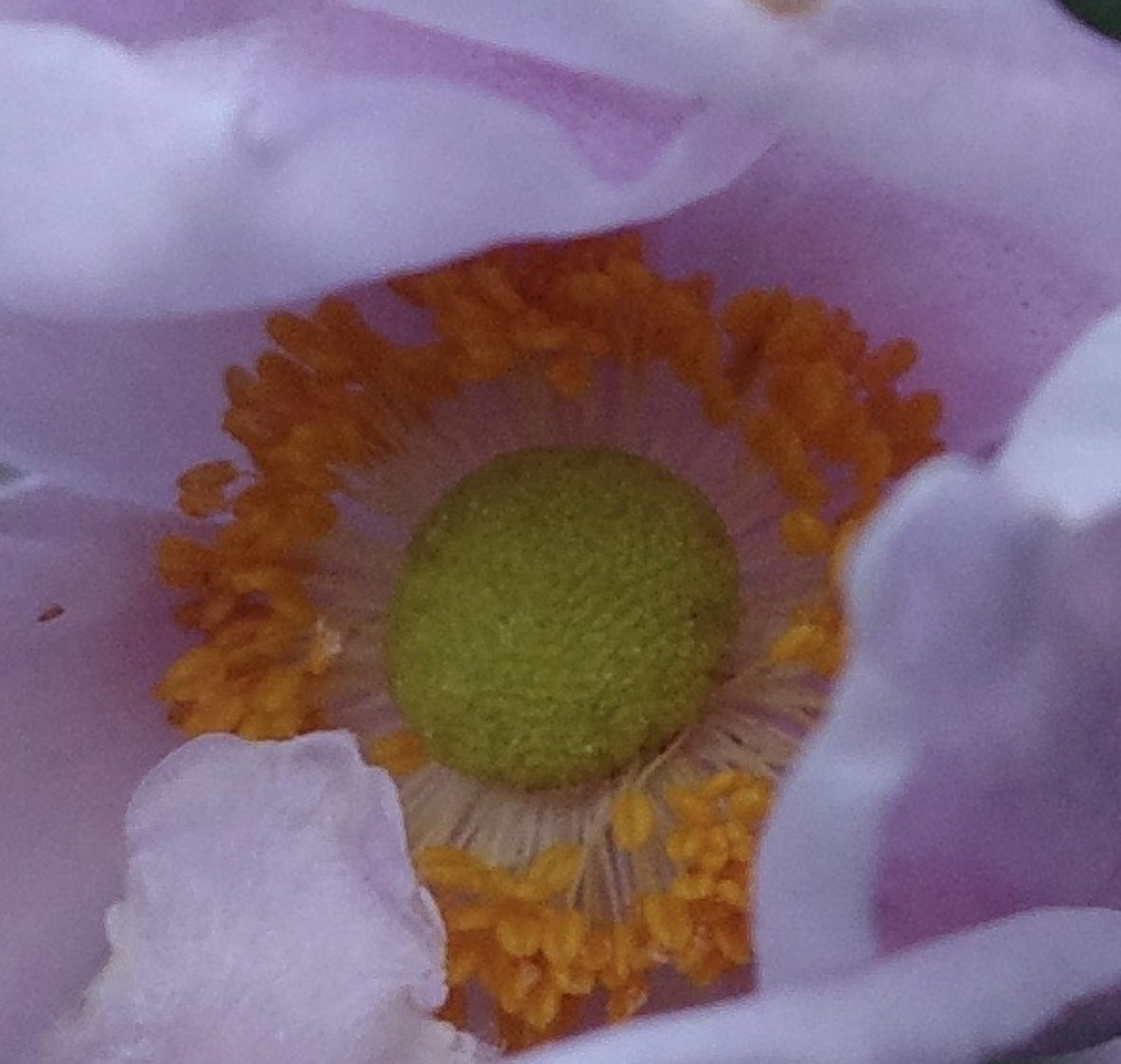 Gros plan d'une fleur avec un centre vert et des étamines orange entourées de pétales rose pâle