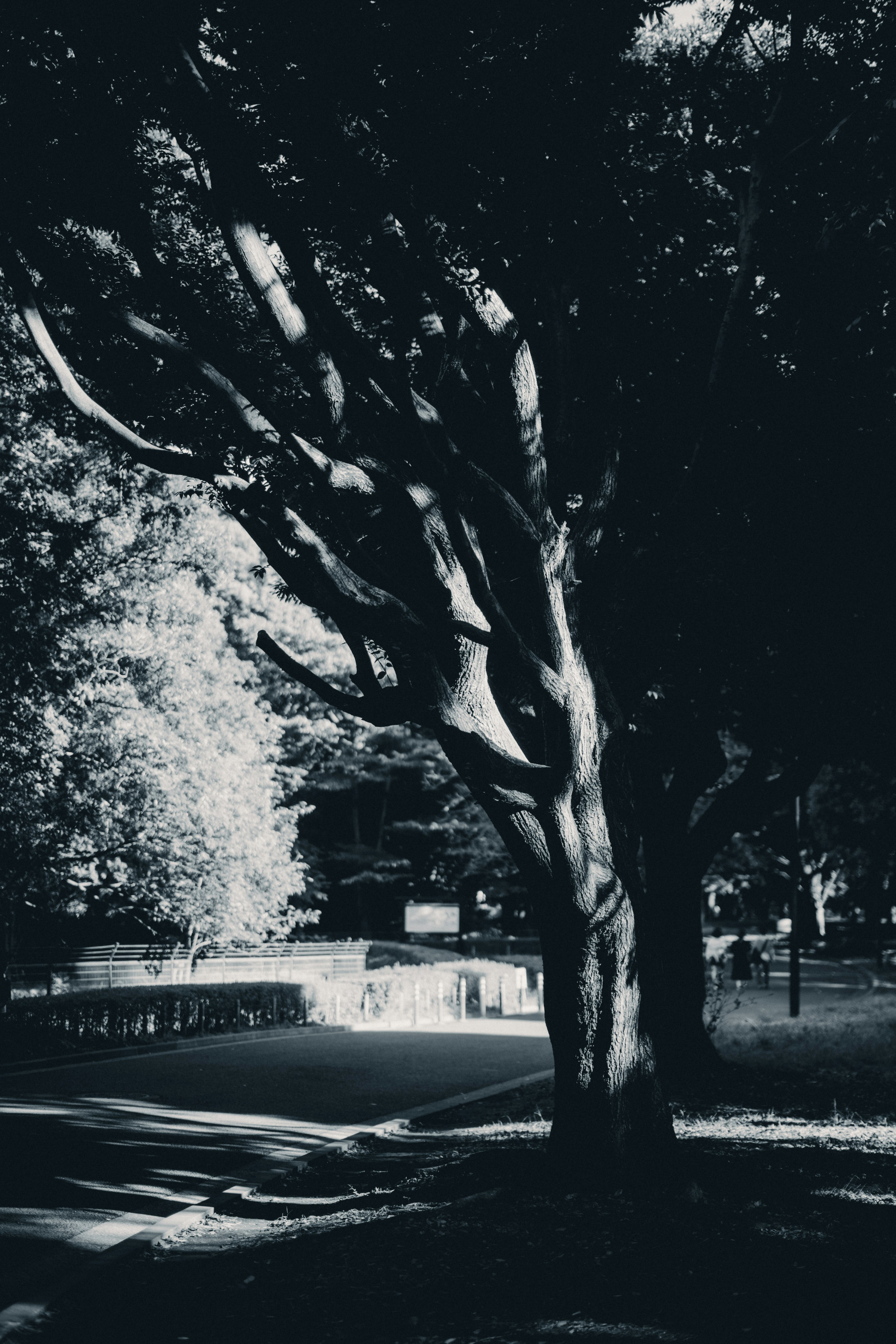 Silhouette of a tree in black and white highlighting its contours and surrounding landscape