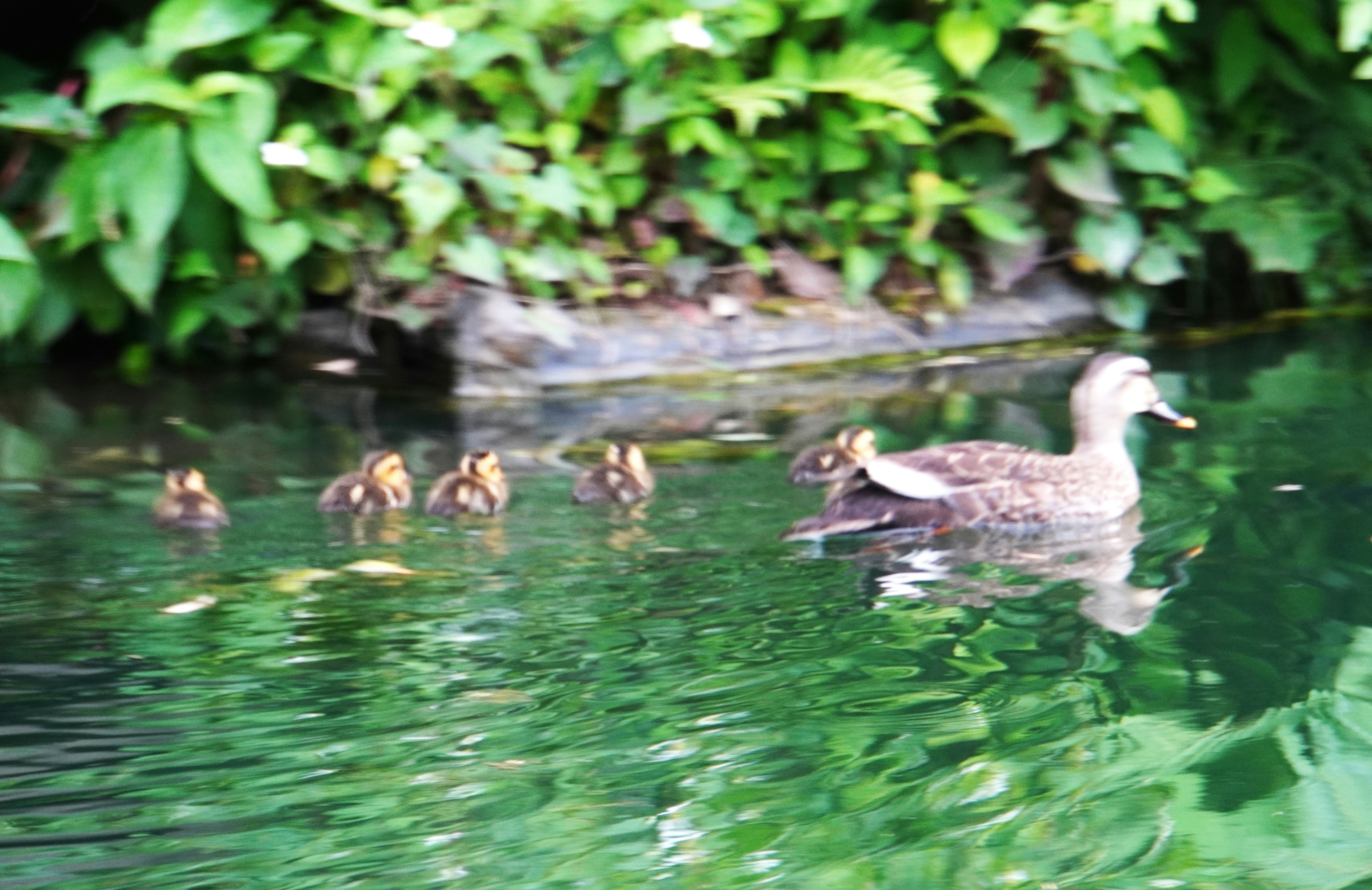 Mother duck swimming with ducklings in a tranquil green environment