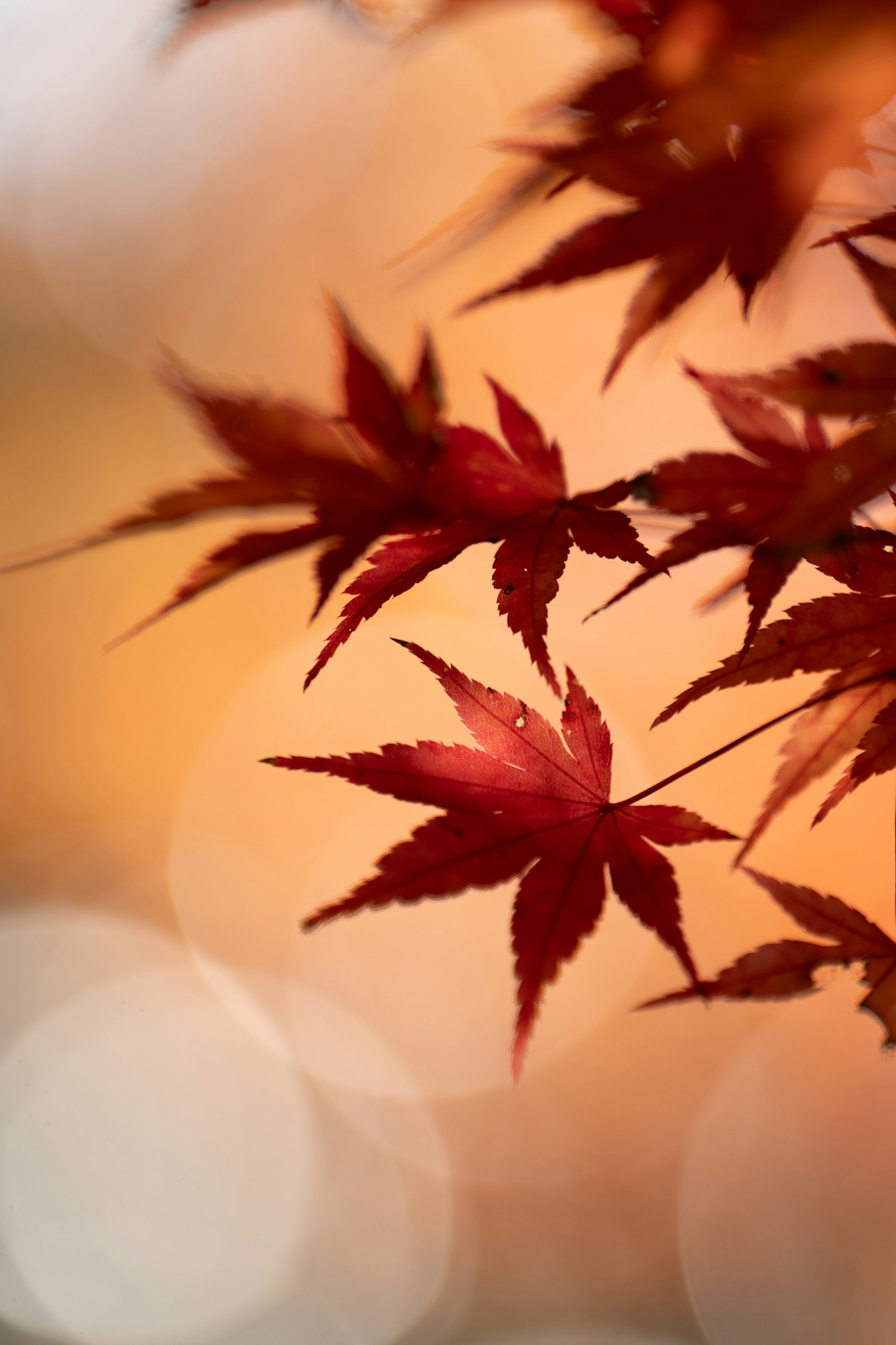 Belle image de feuilles d'érable d'automne sur un fond doux