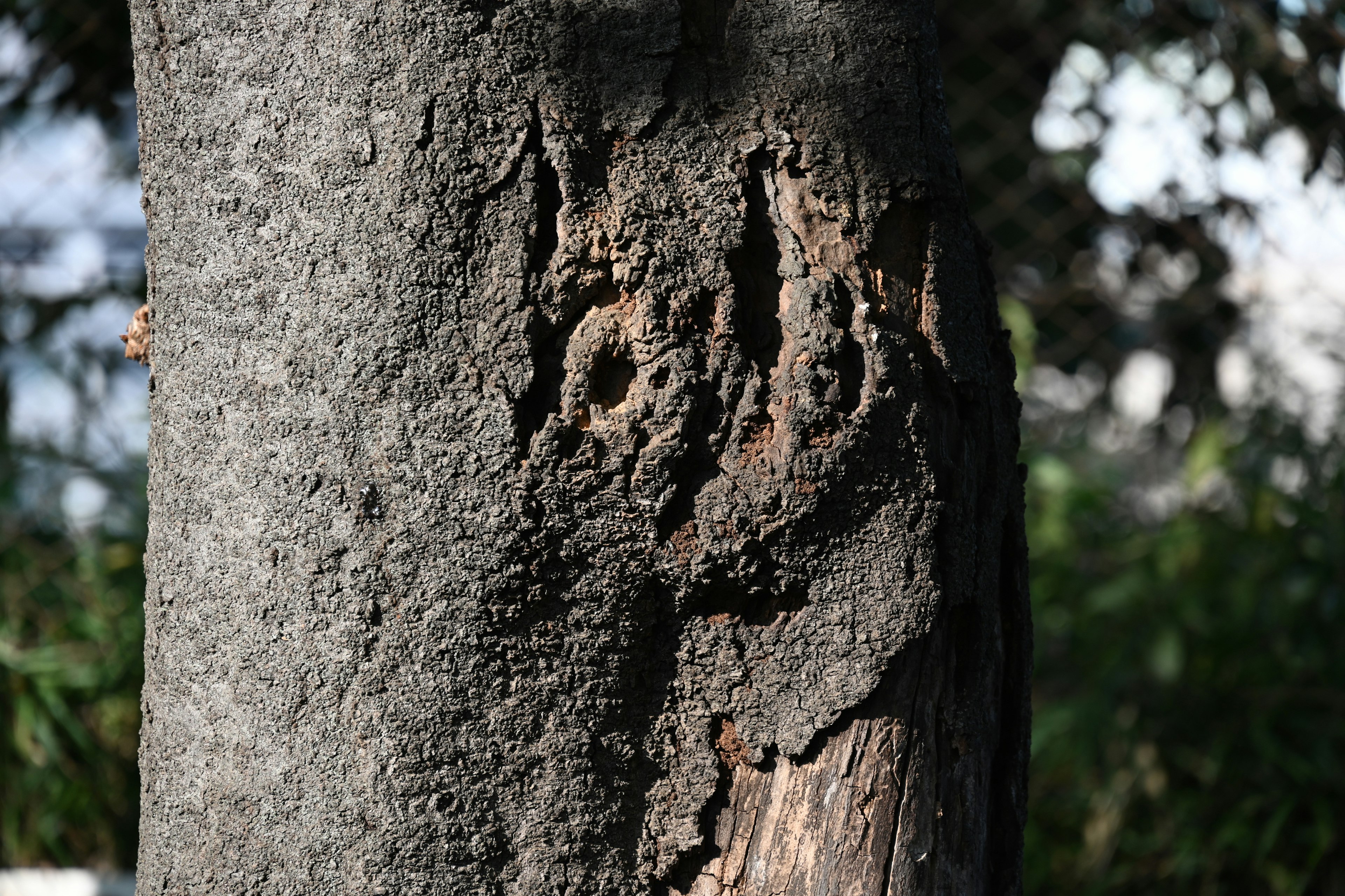 Primo piano della corteccia di un albero che mostra trame e motivi intricati